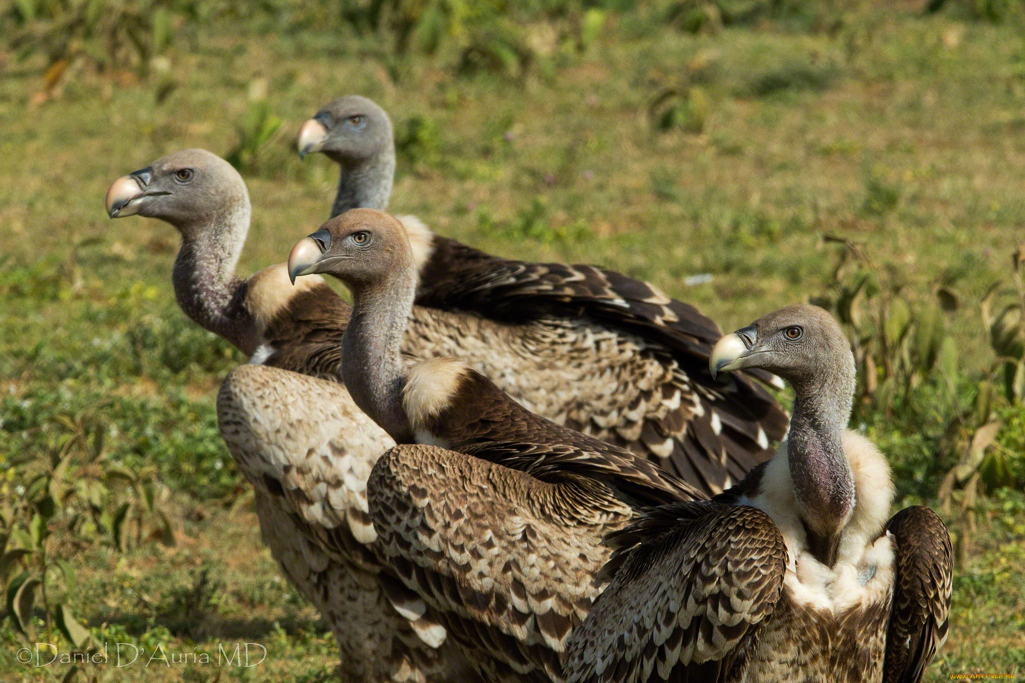 животные, птицы, хищники, клювы, грифы, головы