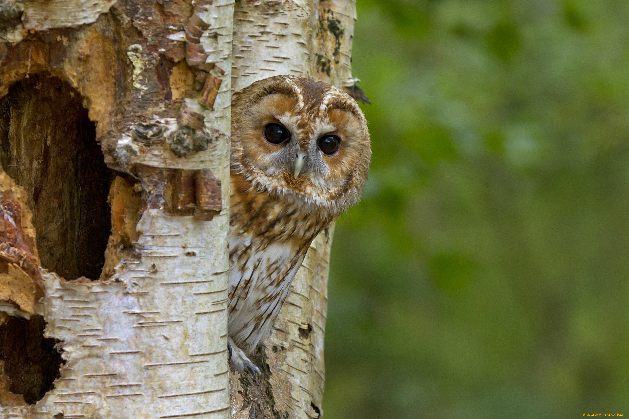 животные, совы, дерево, голова