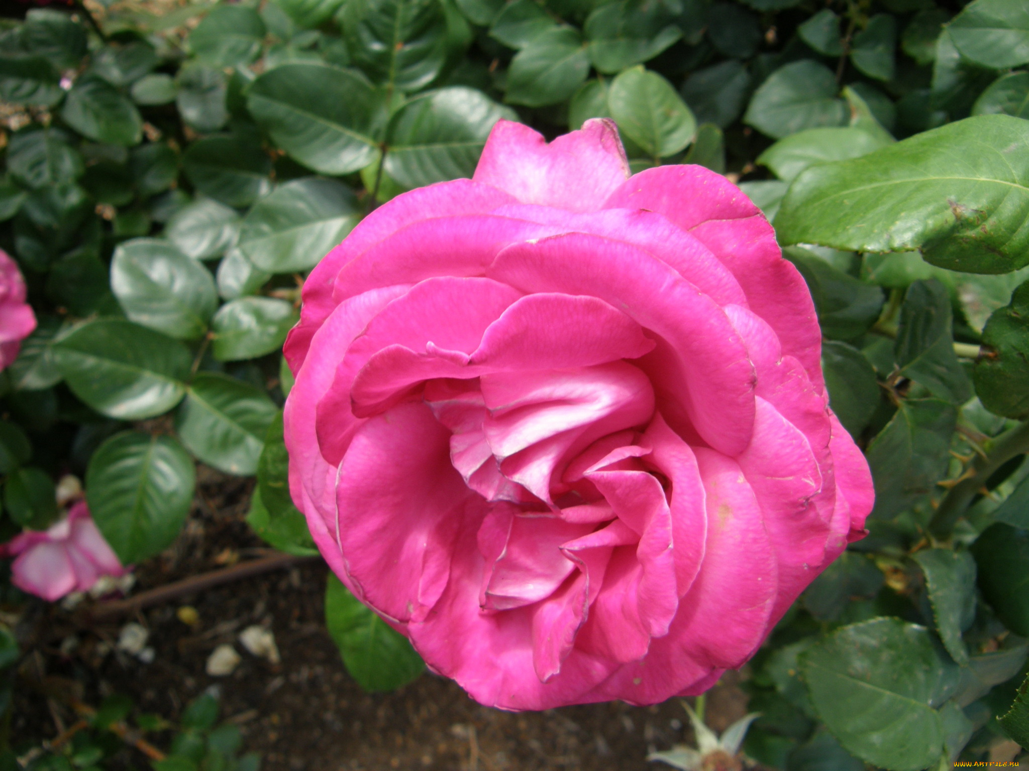 цветы, розы, роза