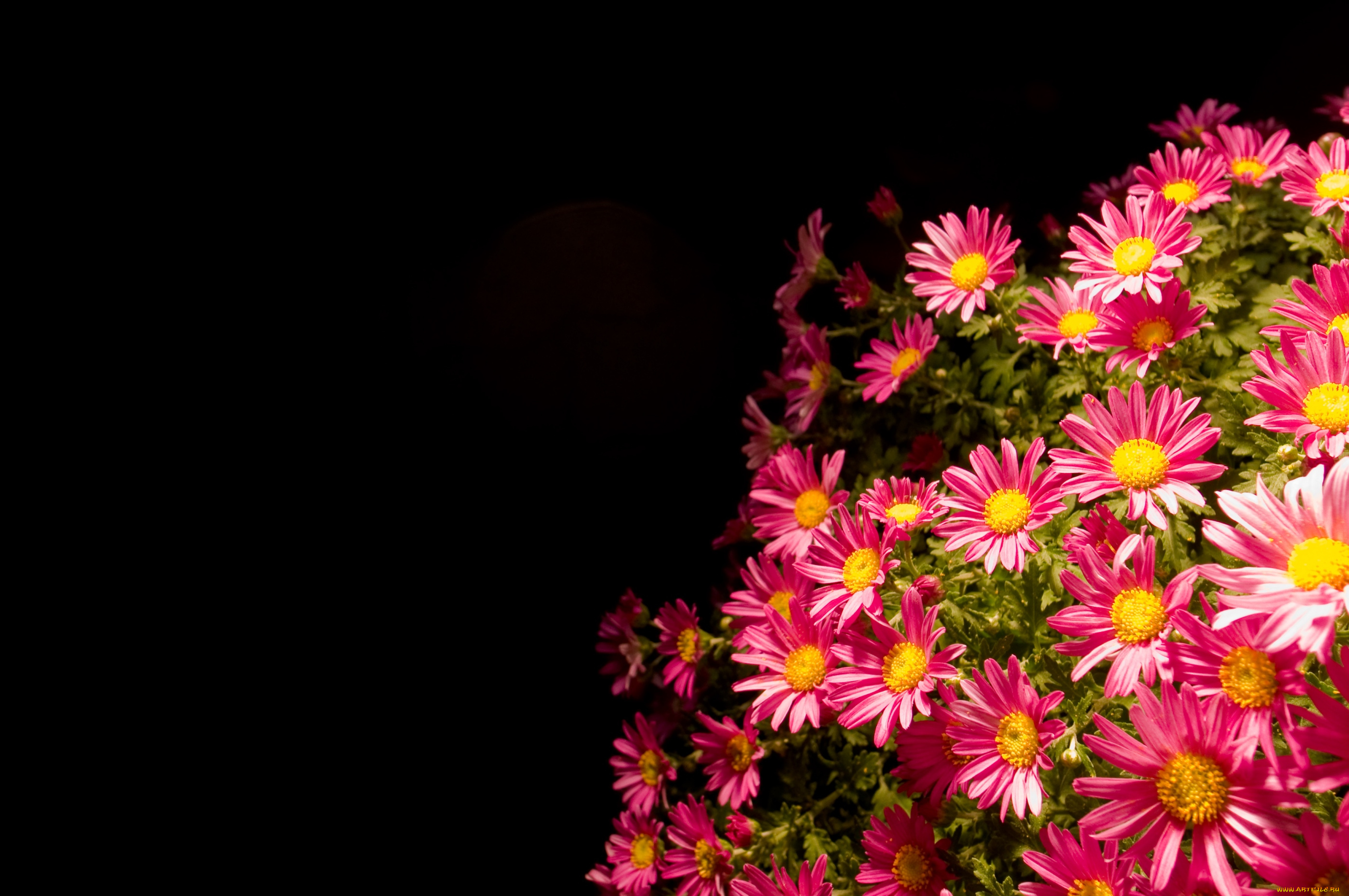 цветы, хризантемы, красный, куст