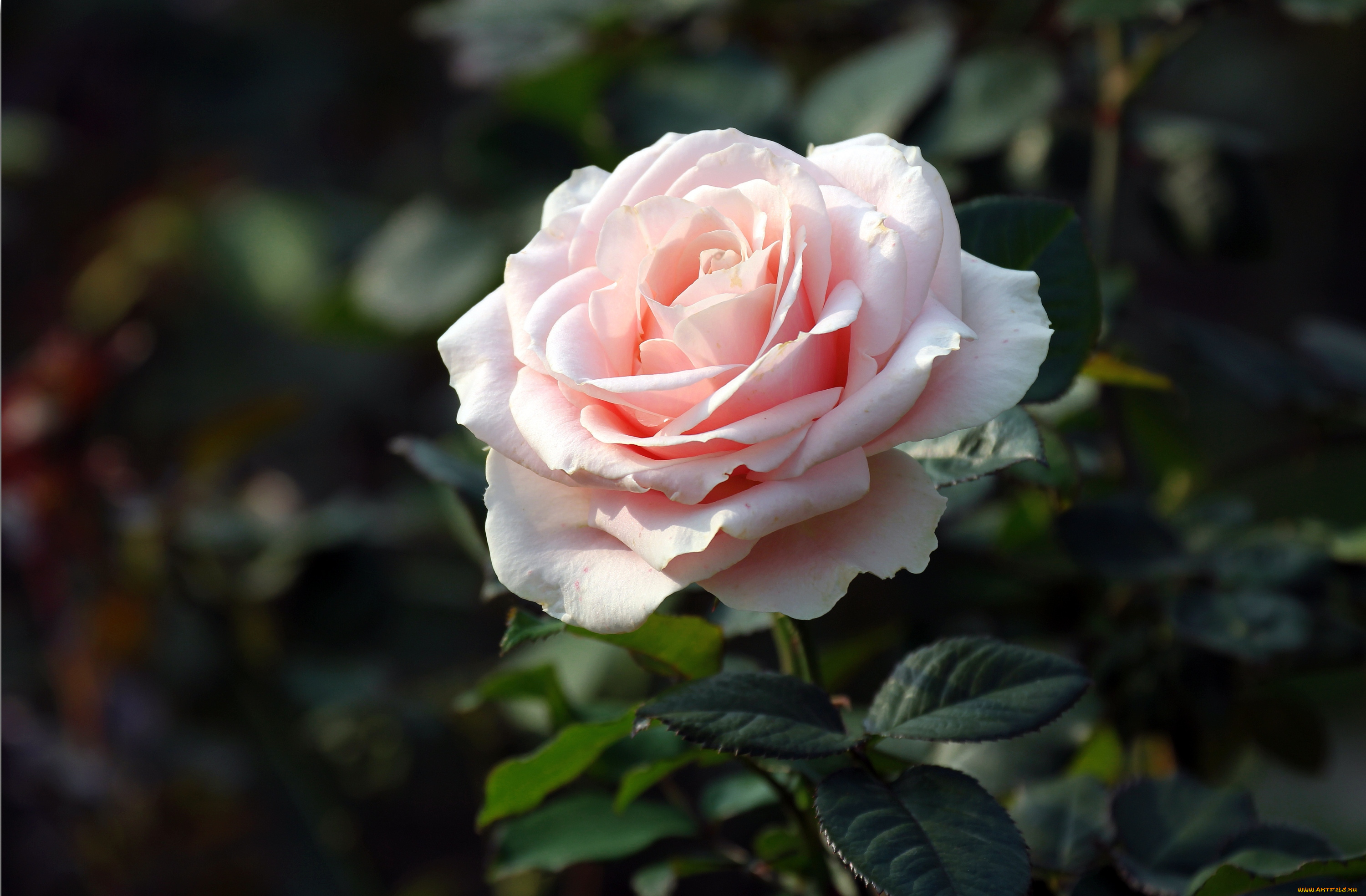 цветы, розы, красавица