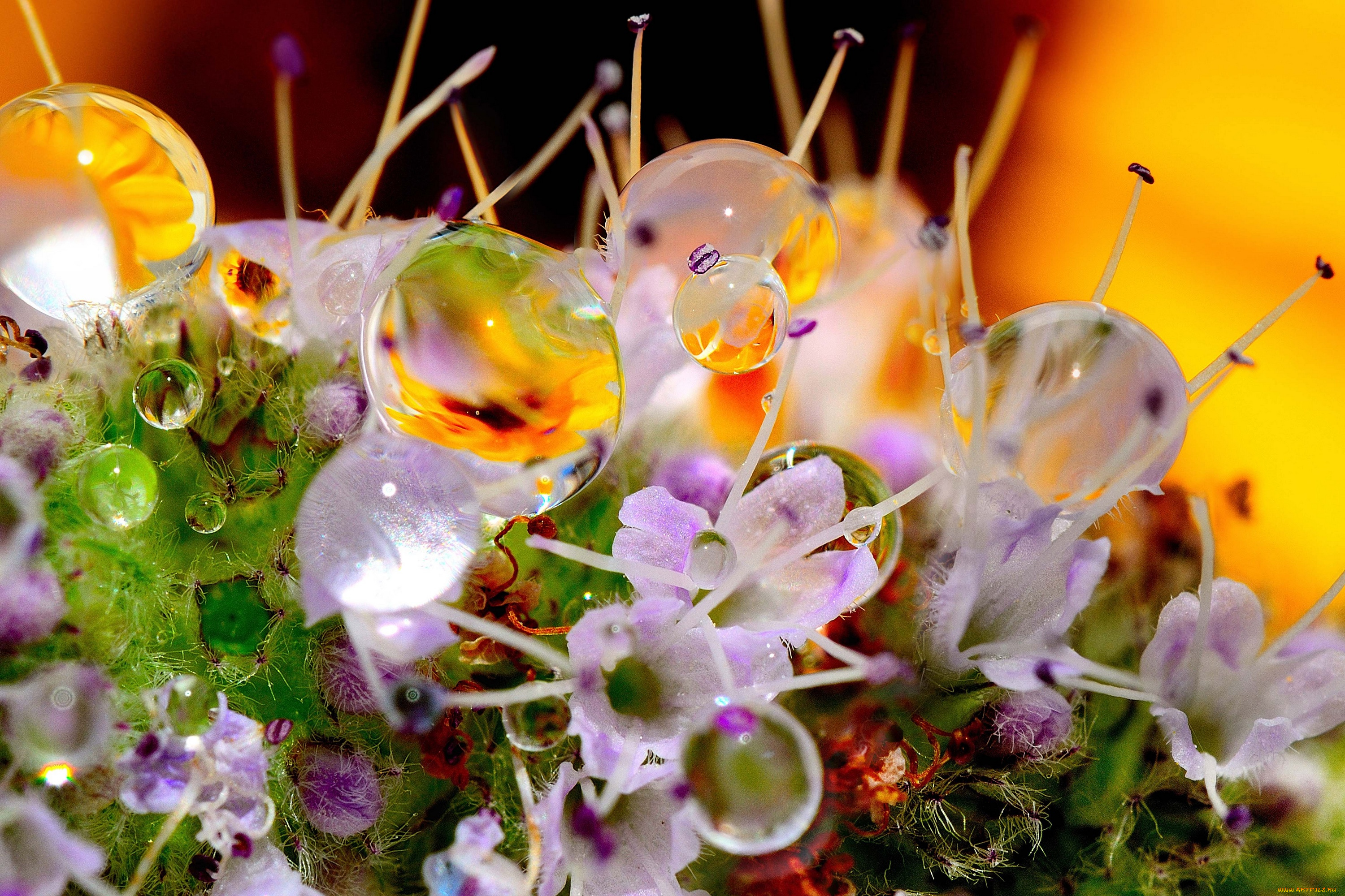 природа, макро, капли, роса