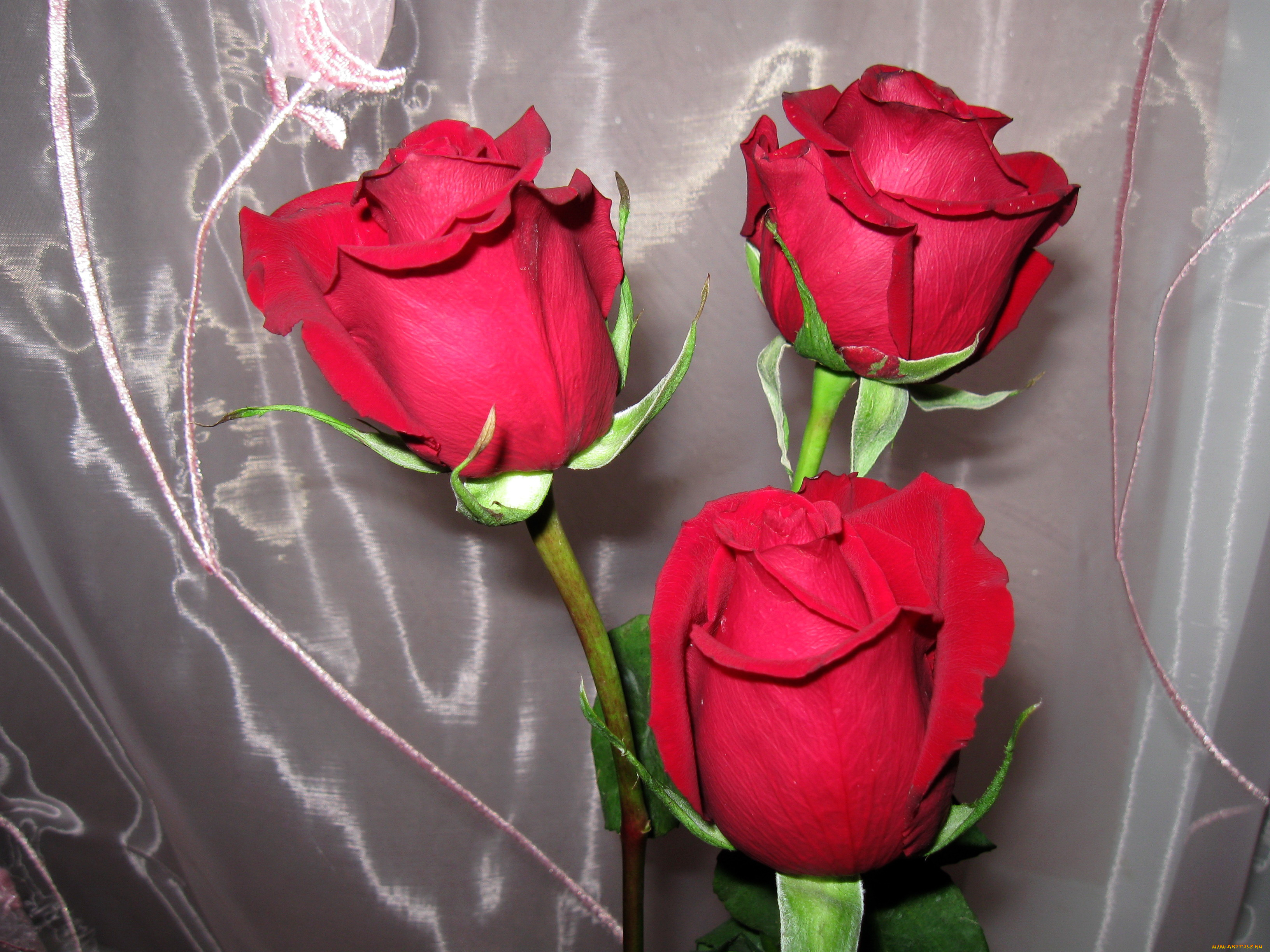 цветы, розы