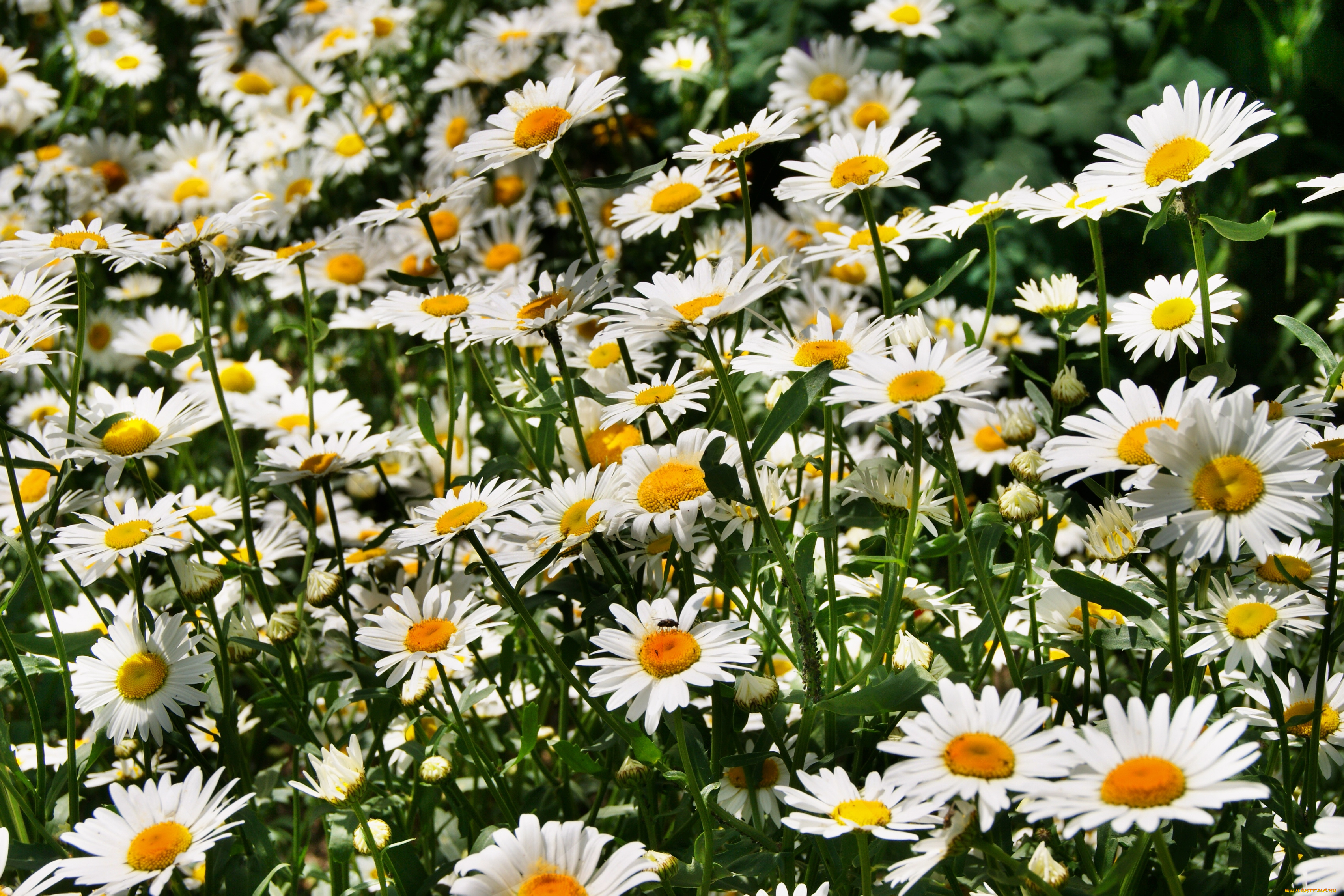 цветы, ромашки, символ, семьи