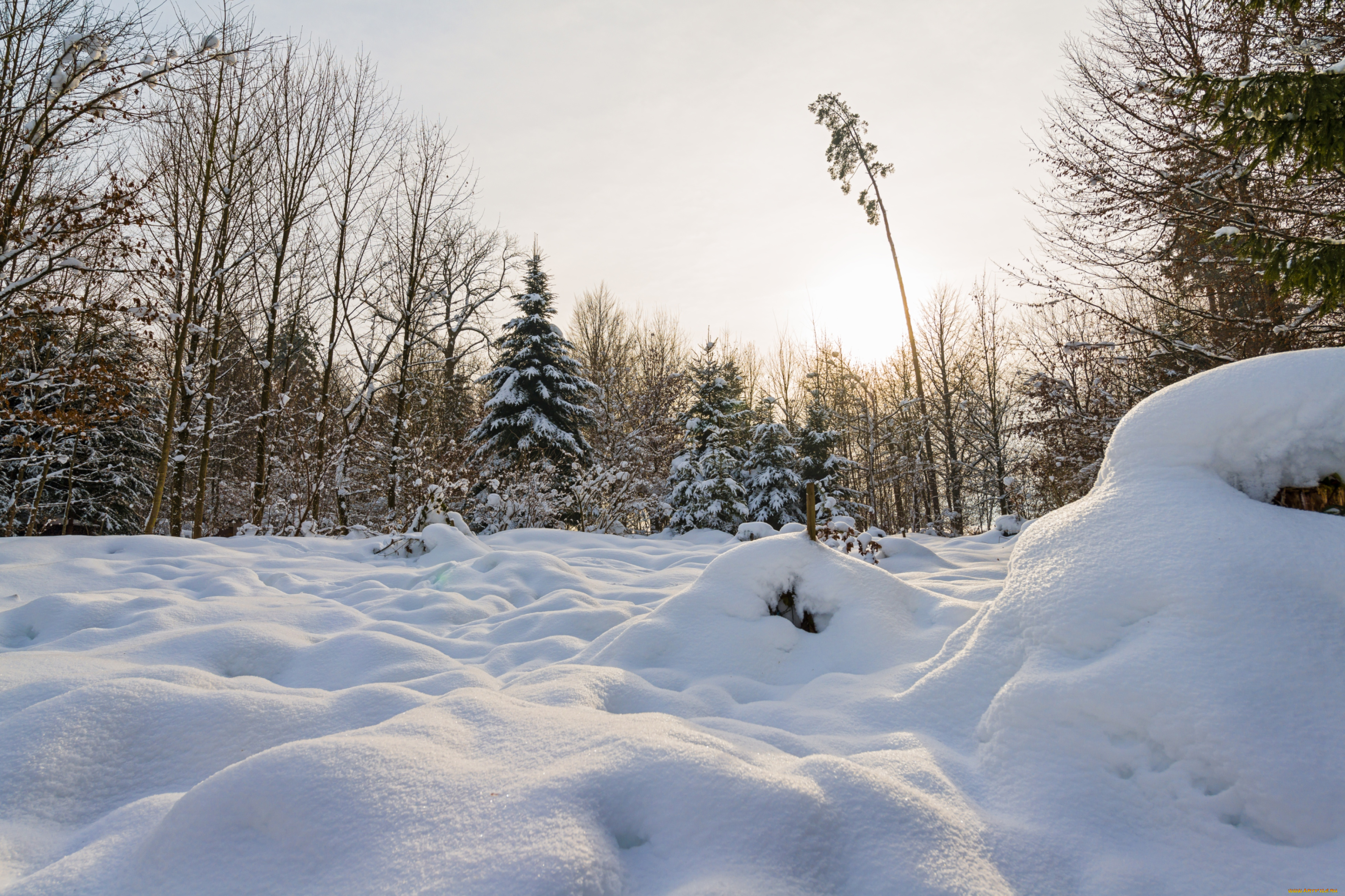 природа, зима, деревья, снег