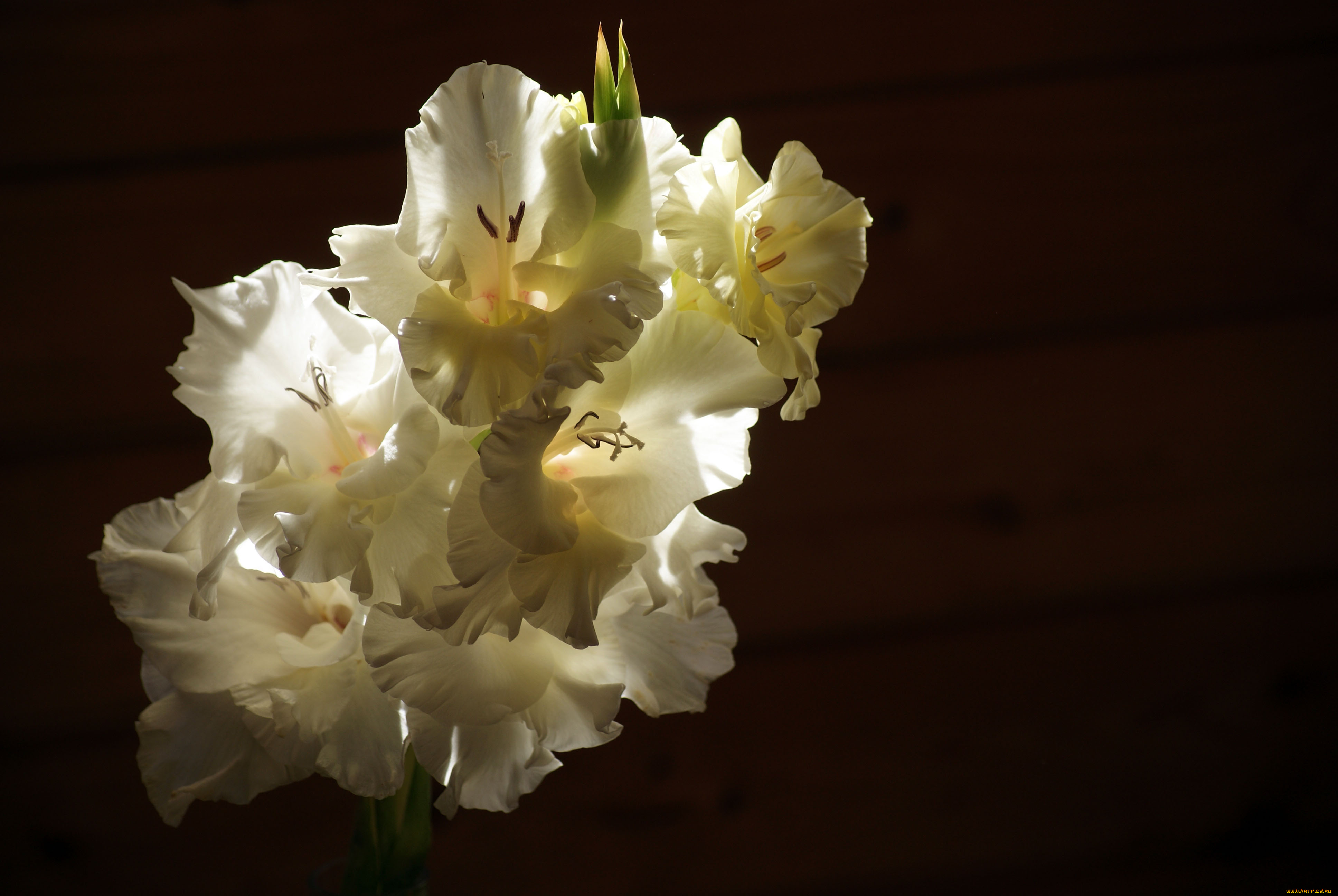 цветы, гладиолусы, гладиолус