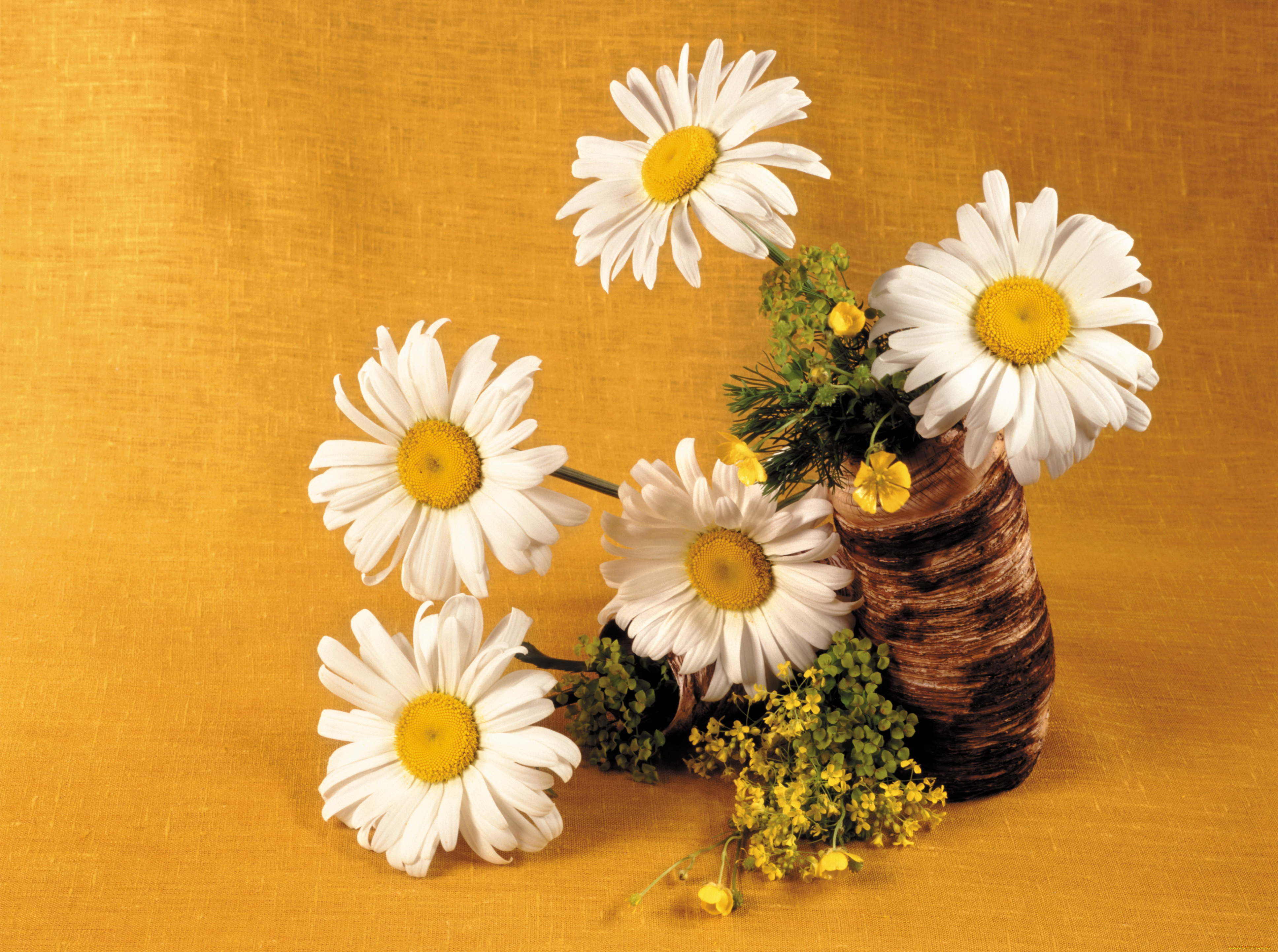 цветы, ромашки