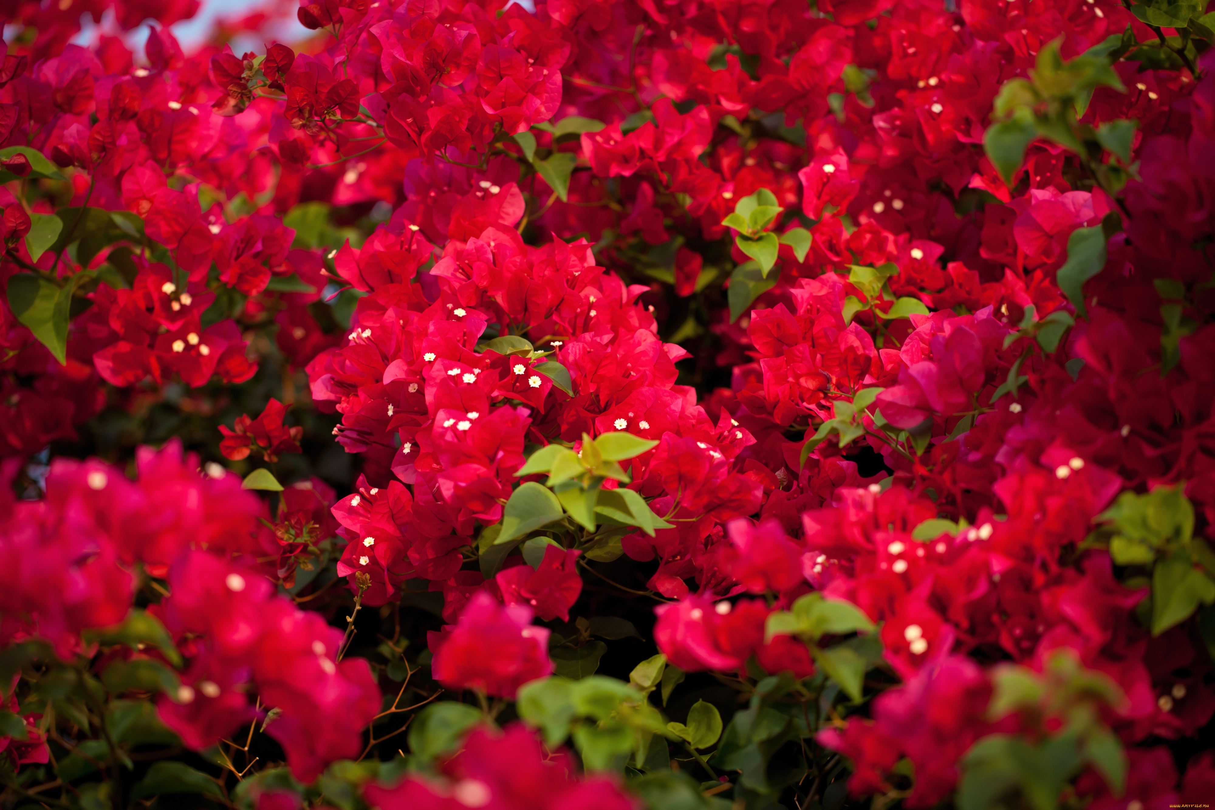 цветы, бугенвиллея, заросли