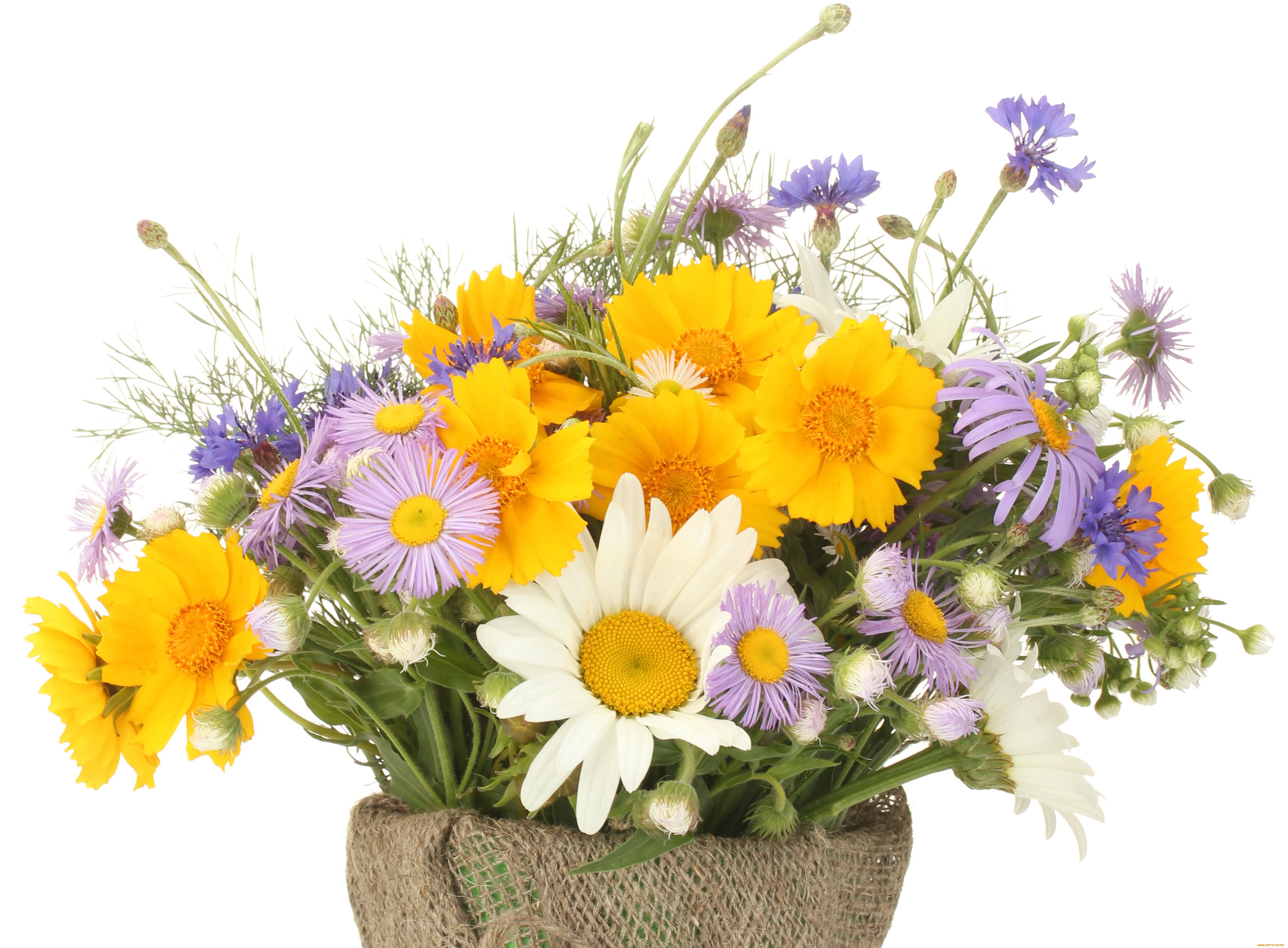 цветы, луговые, полевые, букет, ромашки