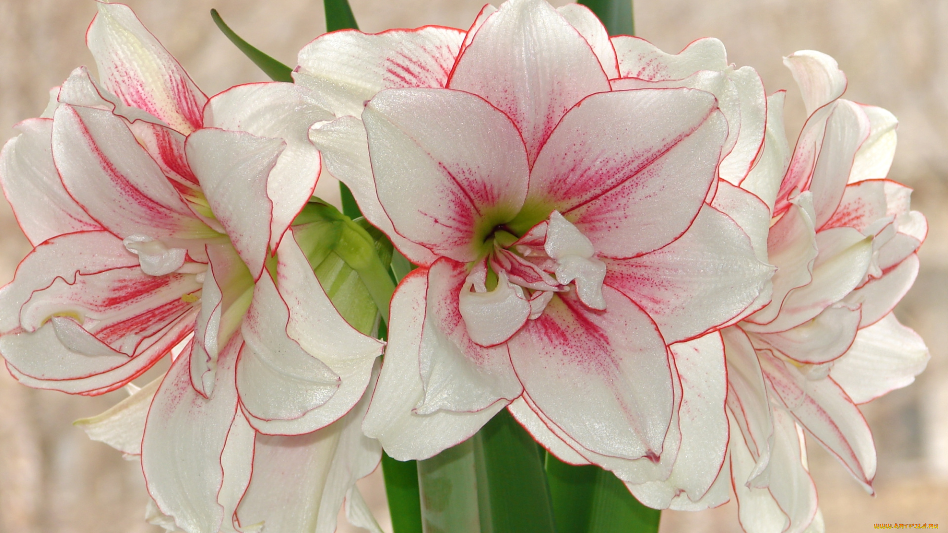 цветы, амариллисы, , гиппеаструмы, макро