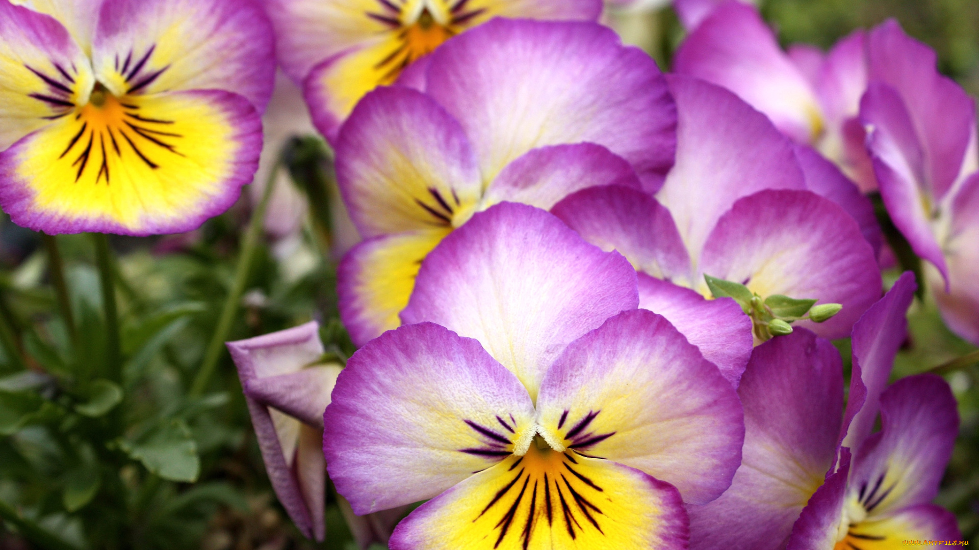 цветы, анютины, глазки, , садовые, фиалки, макро