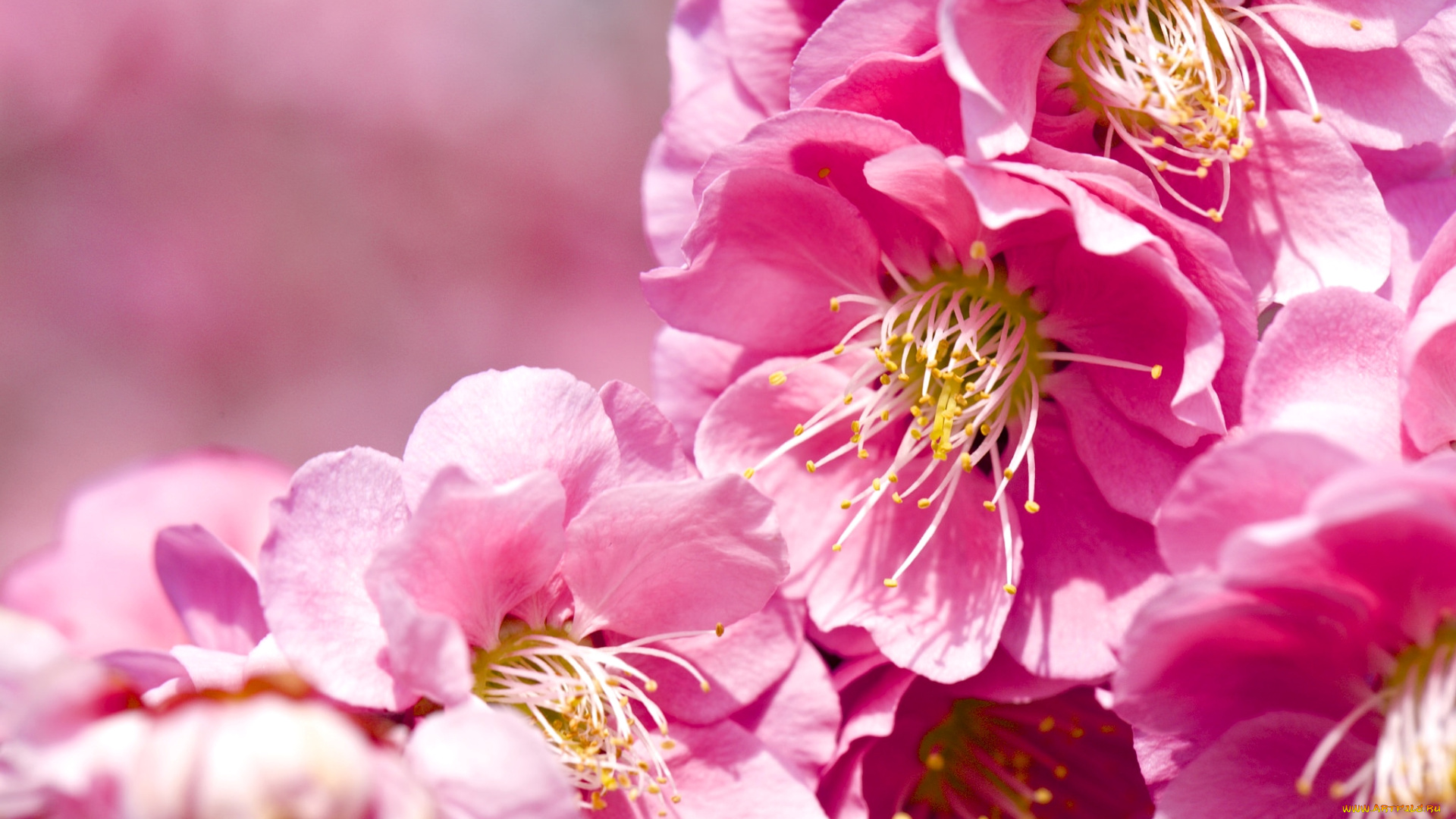 цветы, цветущие, деревья, , , кустарники, слива