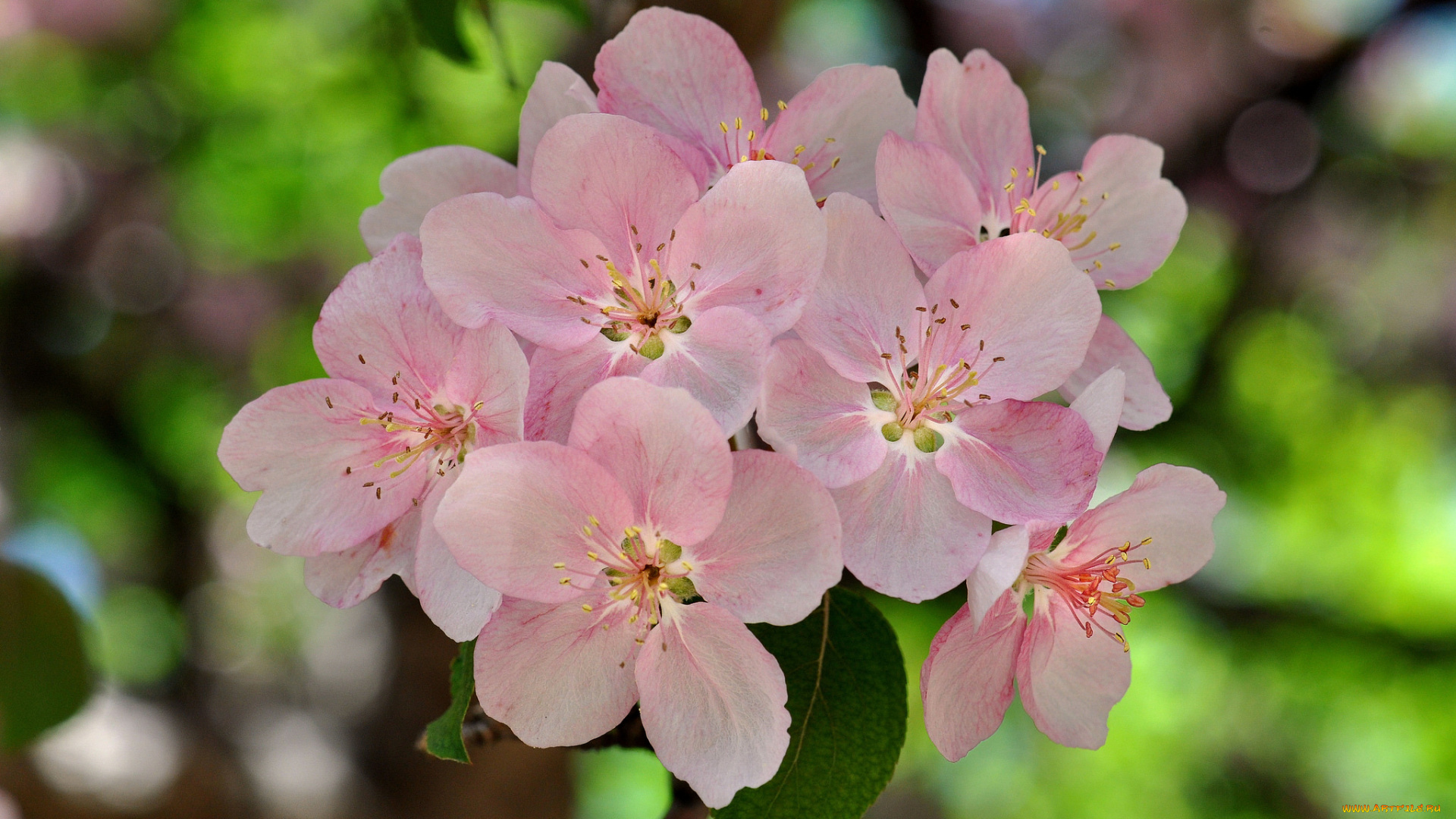 цветы, цветущие, деревья, , , кустарники, весна