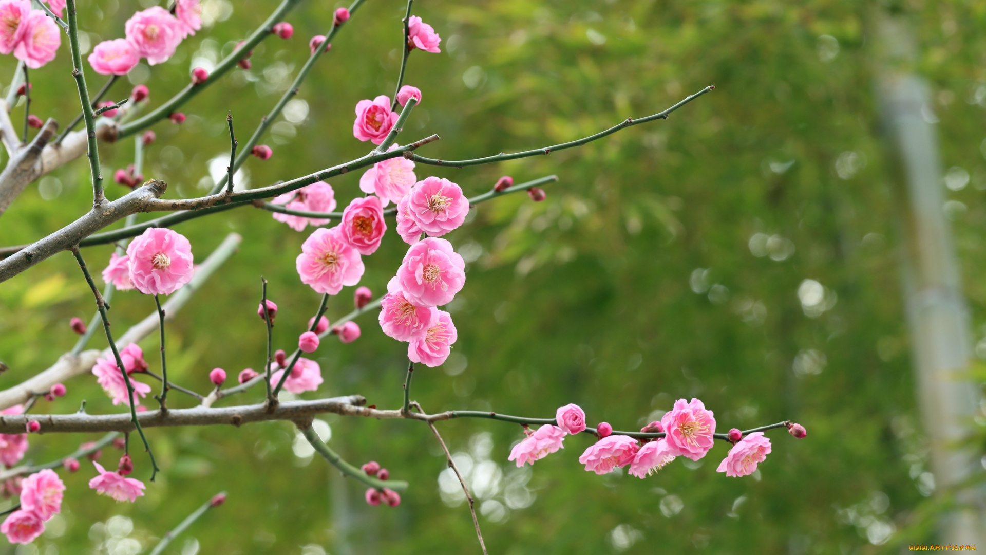 цветы, цветущие, деревья, , , кустарники, Японский, абрикос, цветение