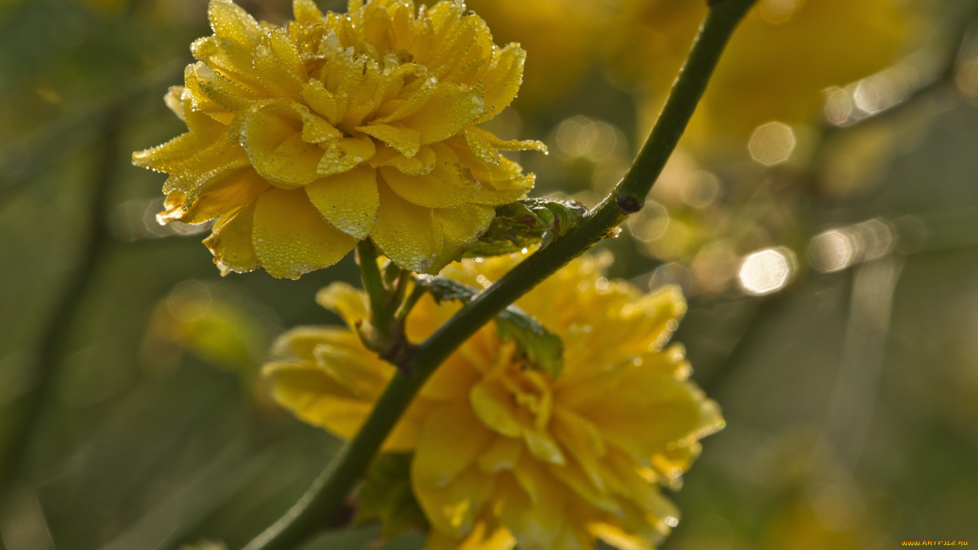 цветы, цветущие, деревья, , , кустарники, желтые, капли