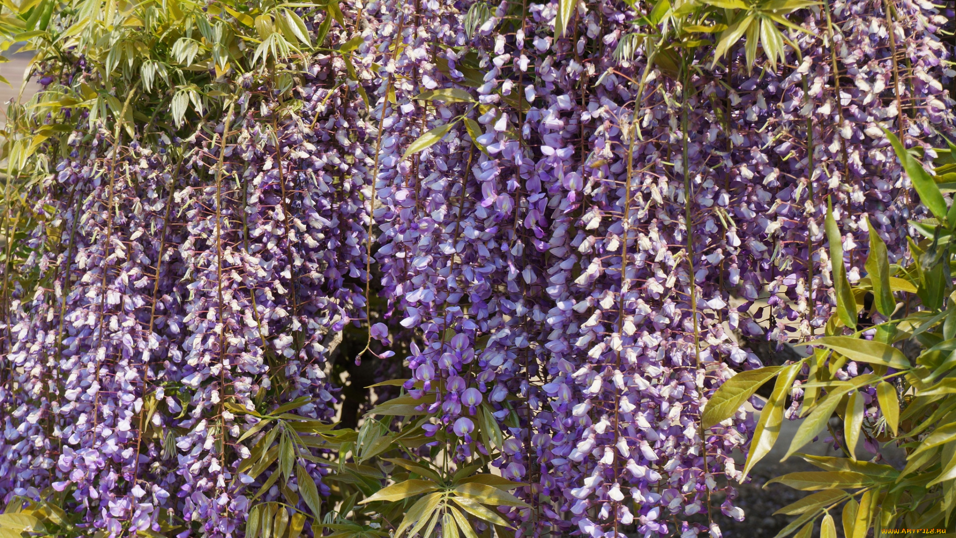 цветы, глициния, гроздья