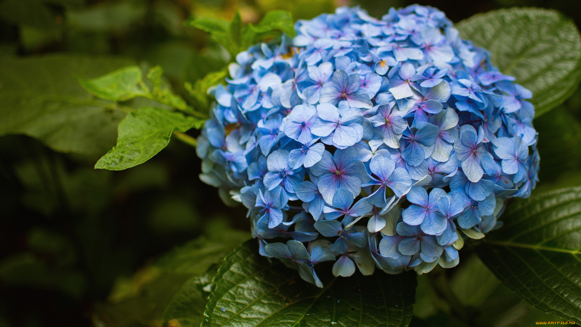 цветы, гортензия, голубой
