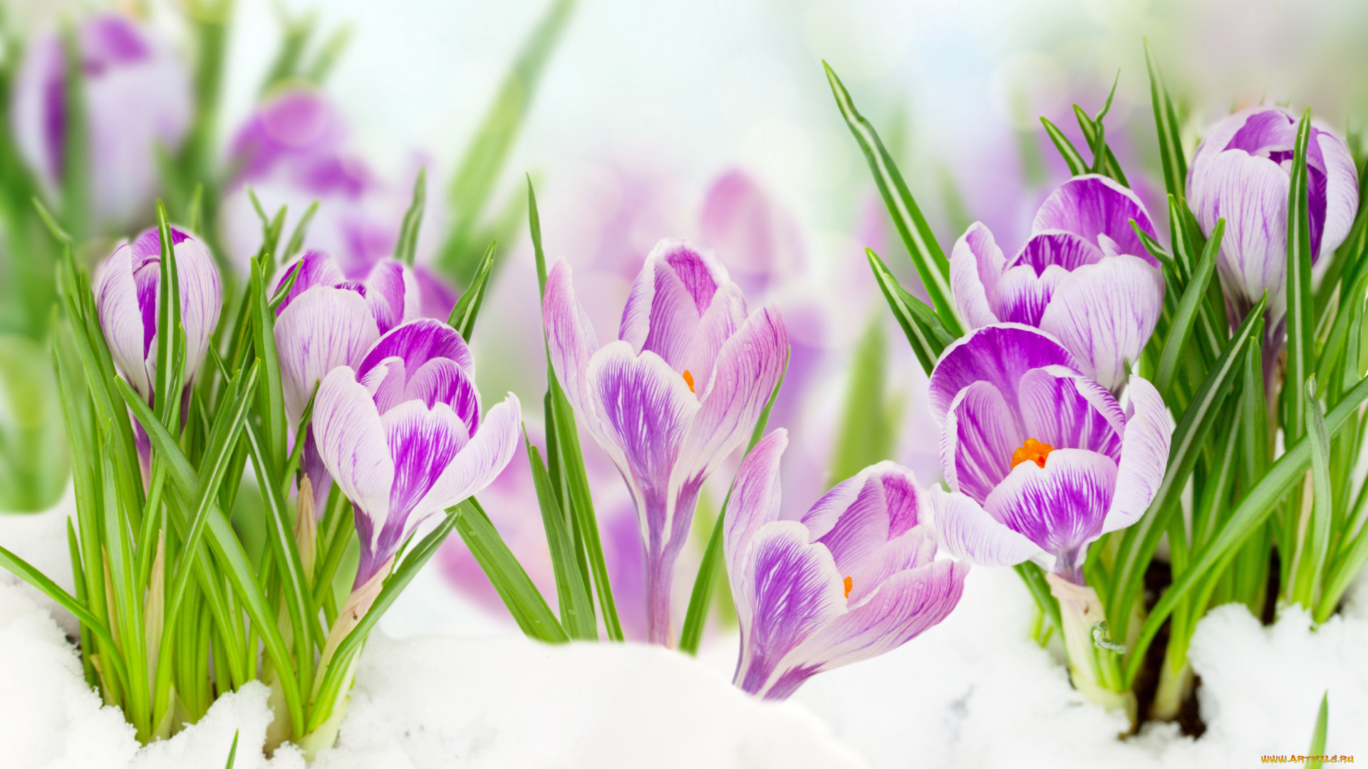 цветы, крокусы, листья, снег, весна