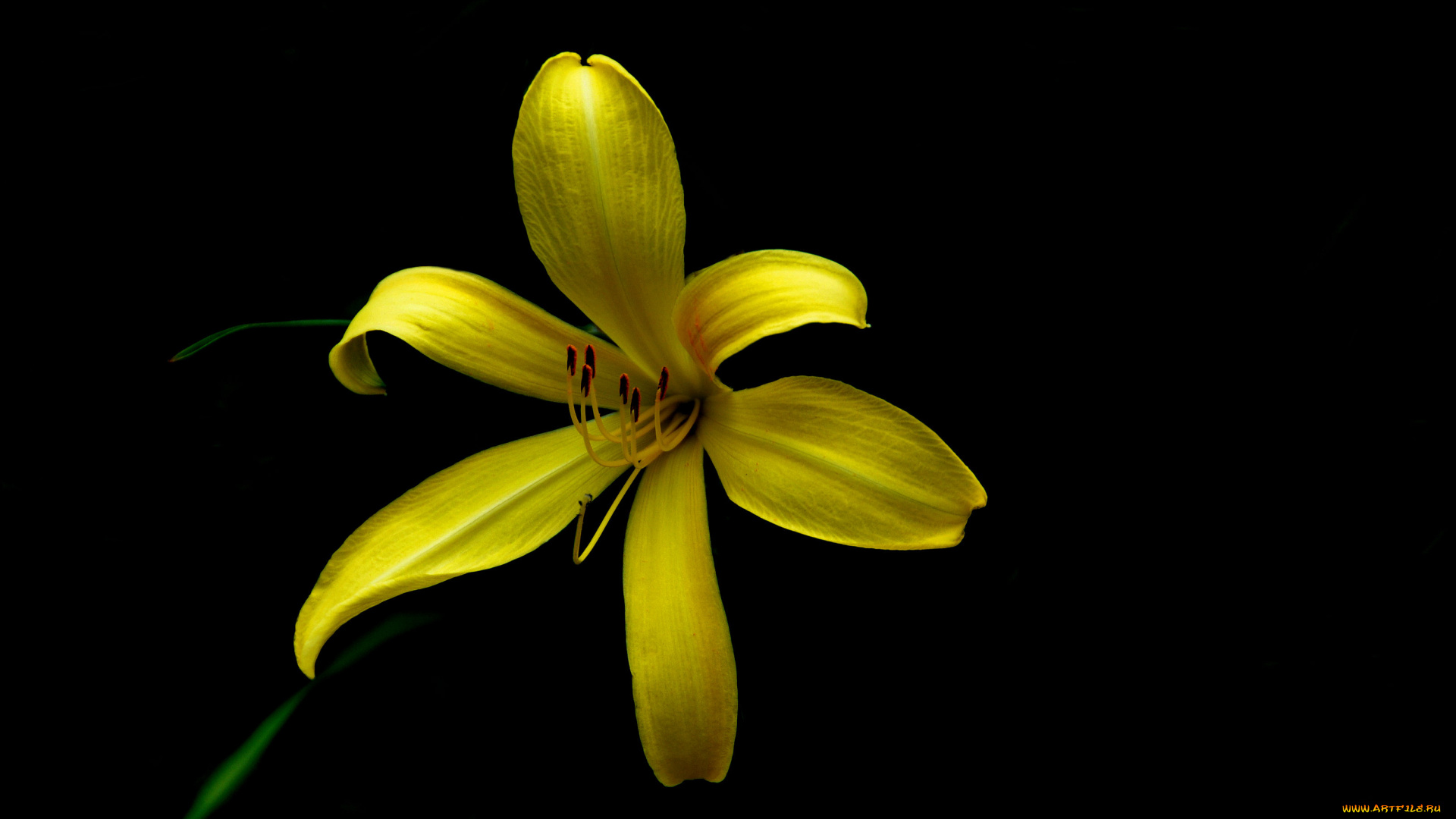 цветы, лилии, , лилейники, лепестки