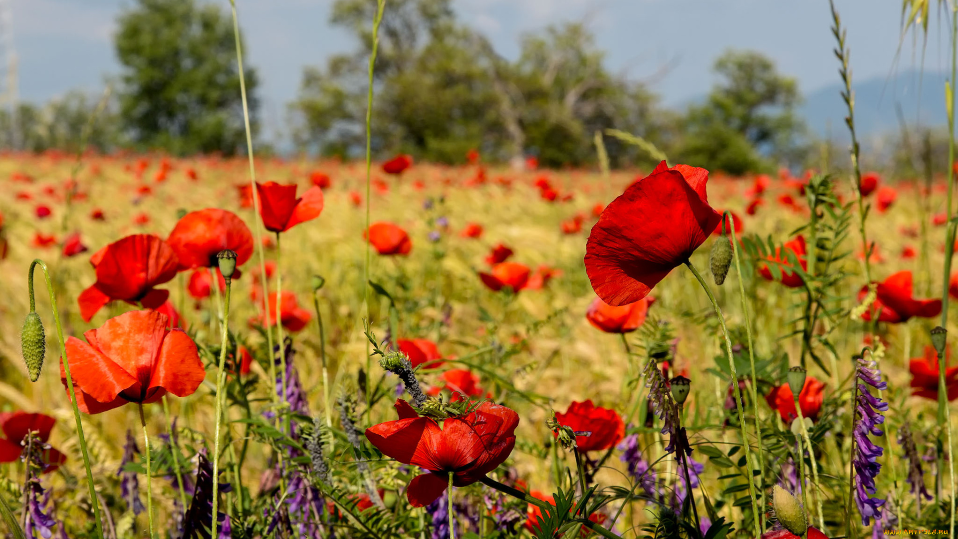 цветы, луговые, , полевые, , цветы, поле, маки