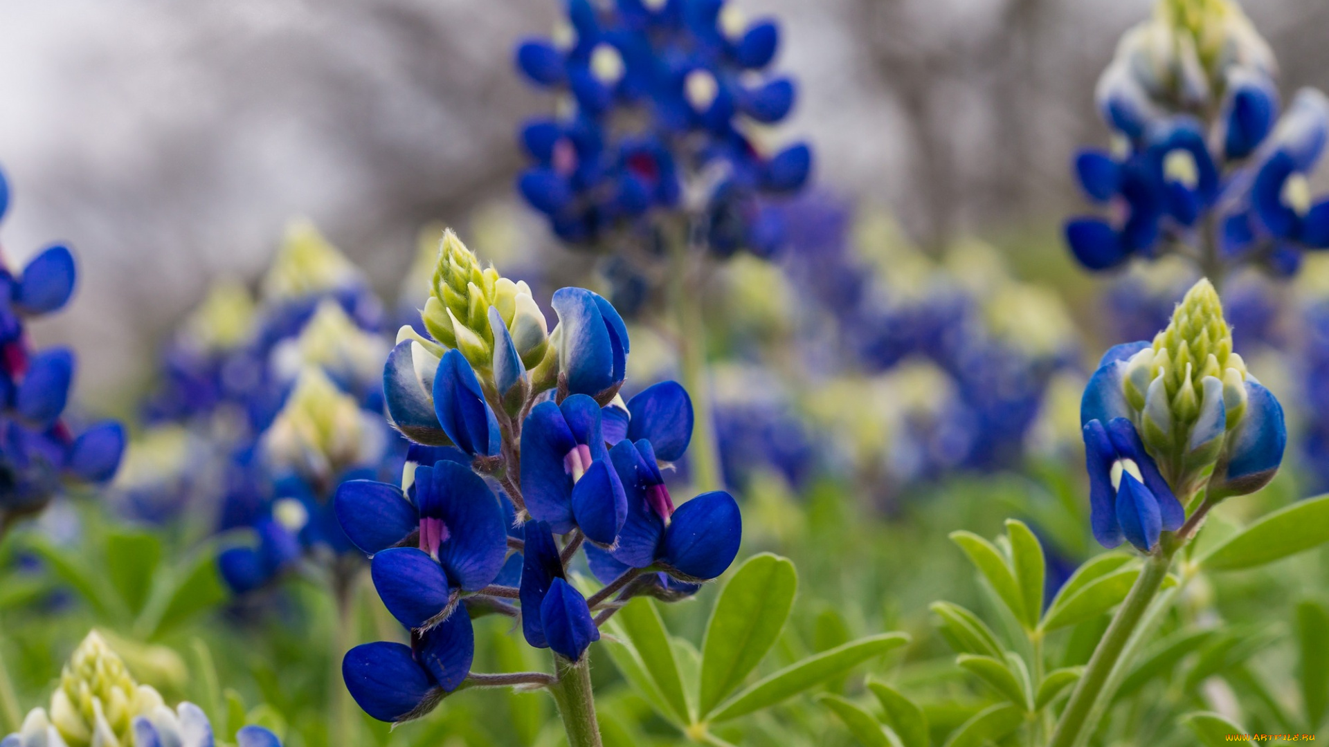 цветы, люпин, трава, синие, листья