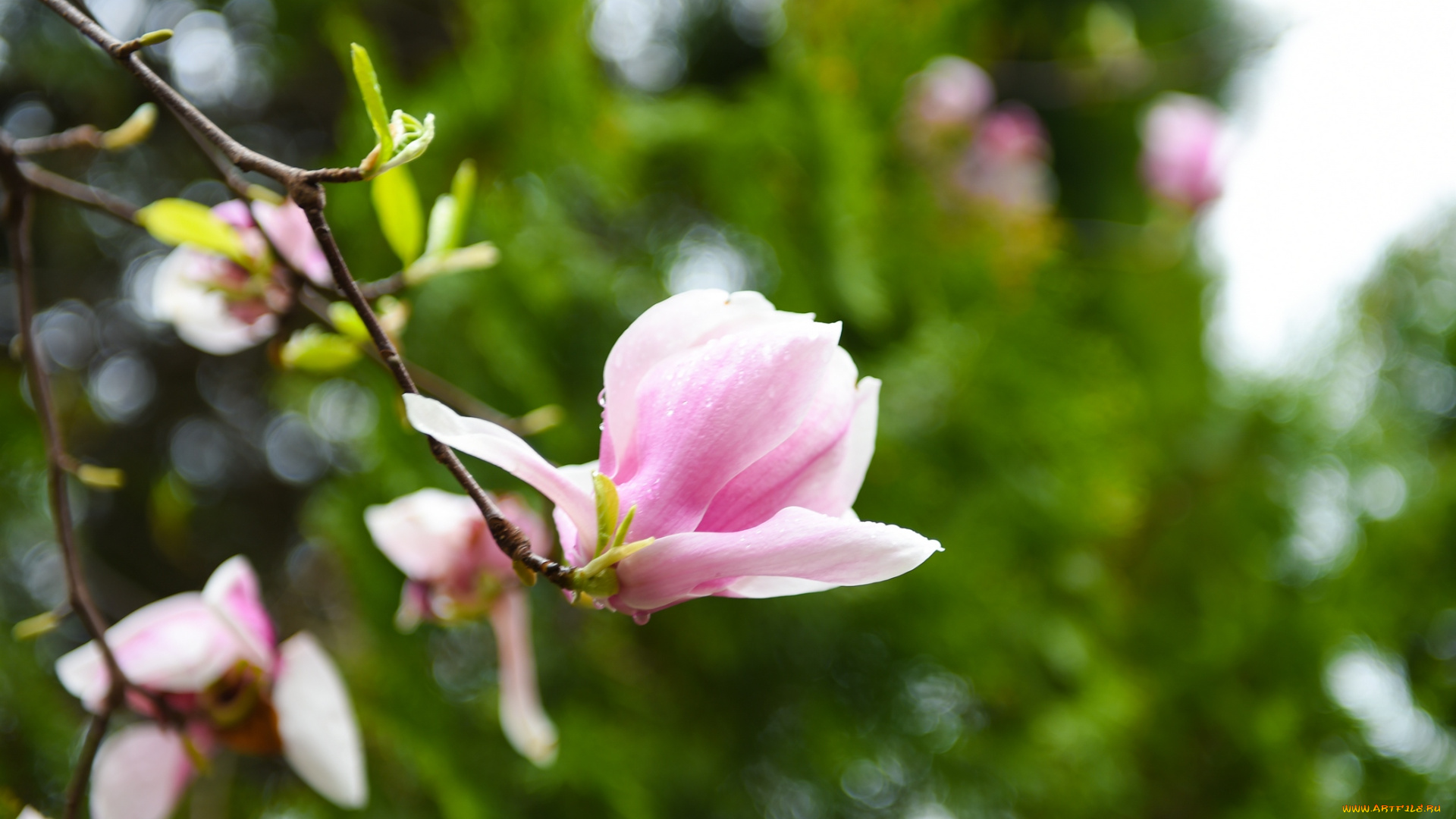 цветы, магнолии, magnolia