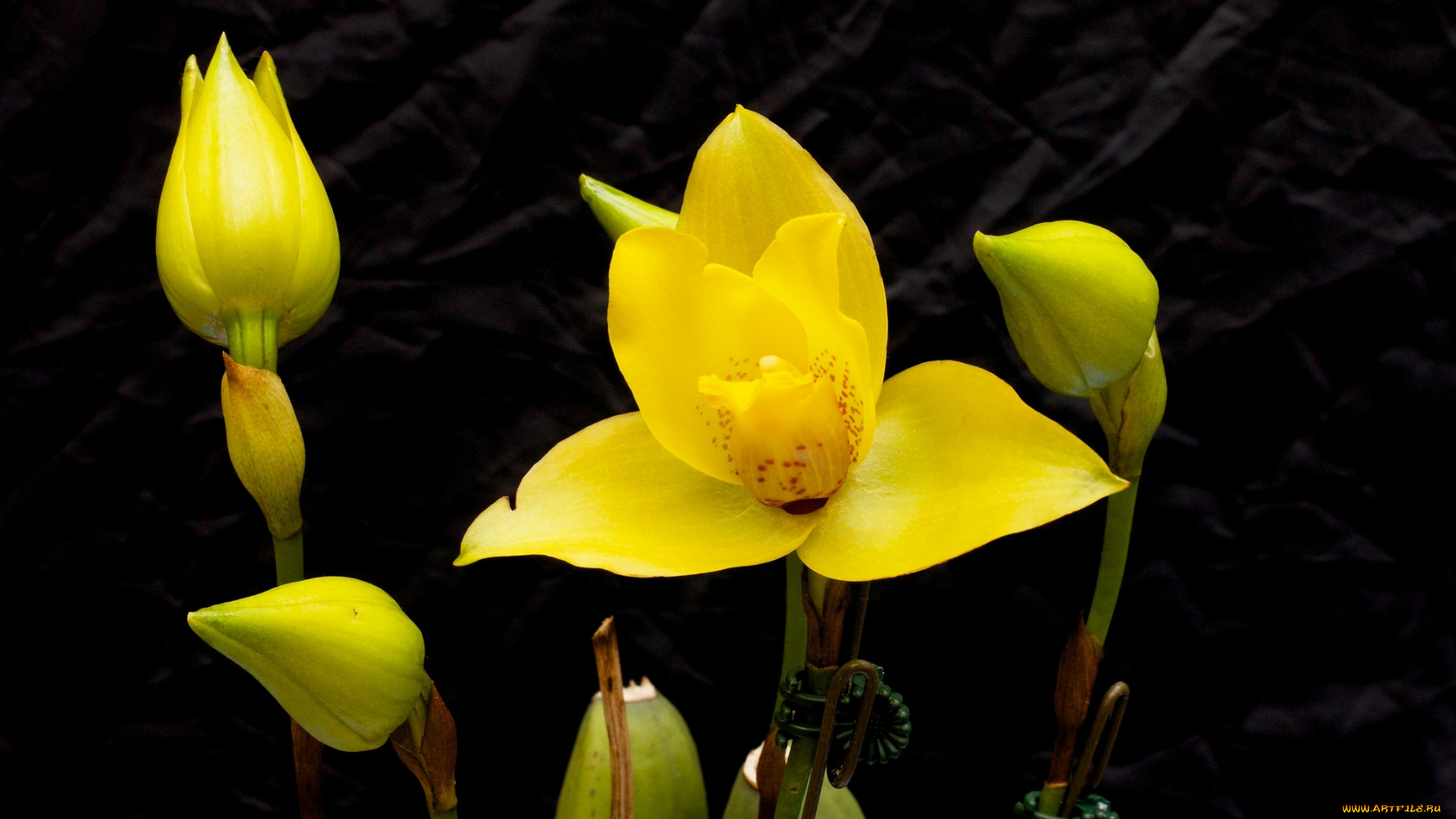 цветы, орхидеи, орхидея