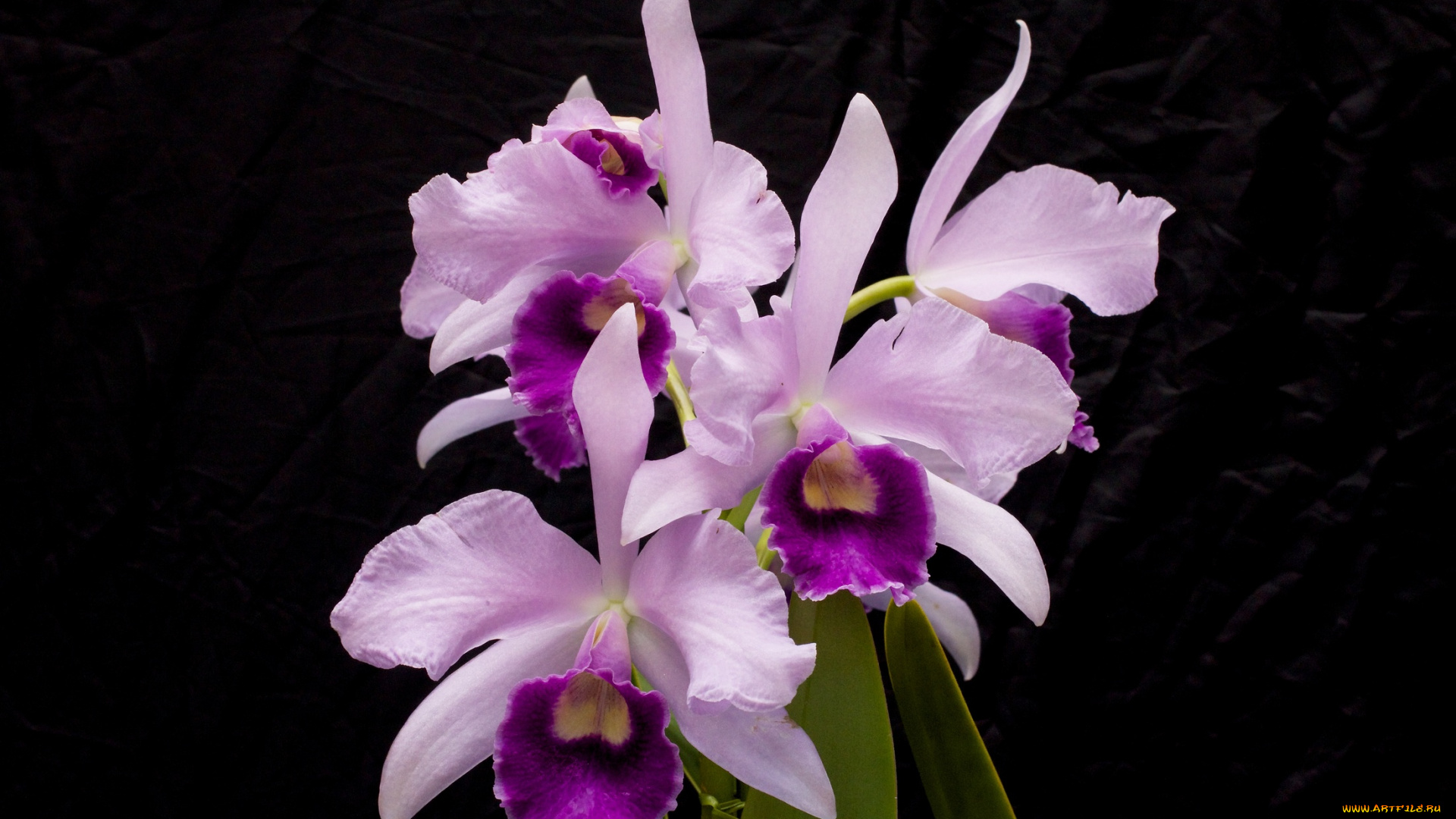 цветы, орхидеи, орхидея