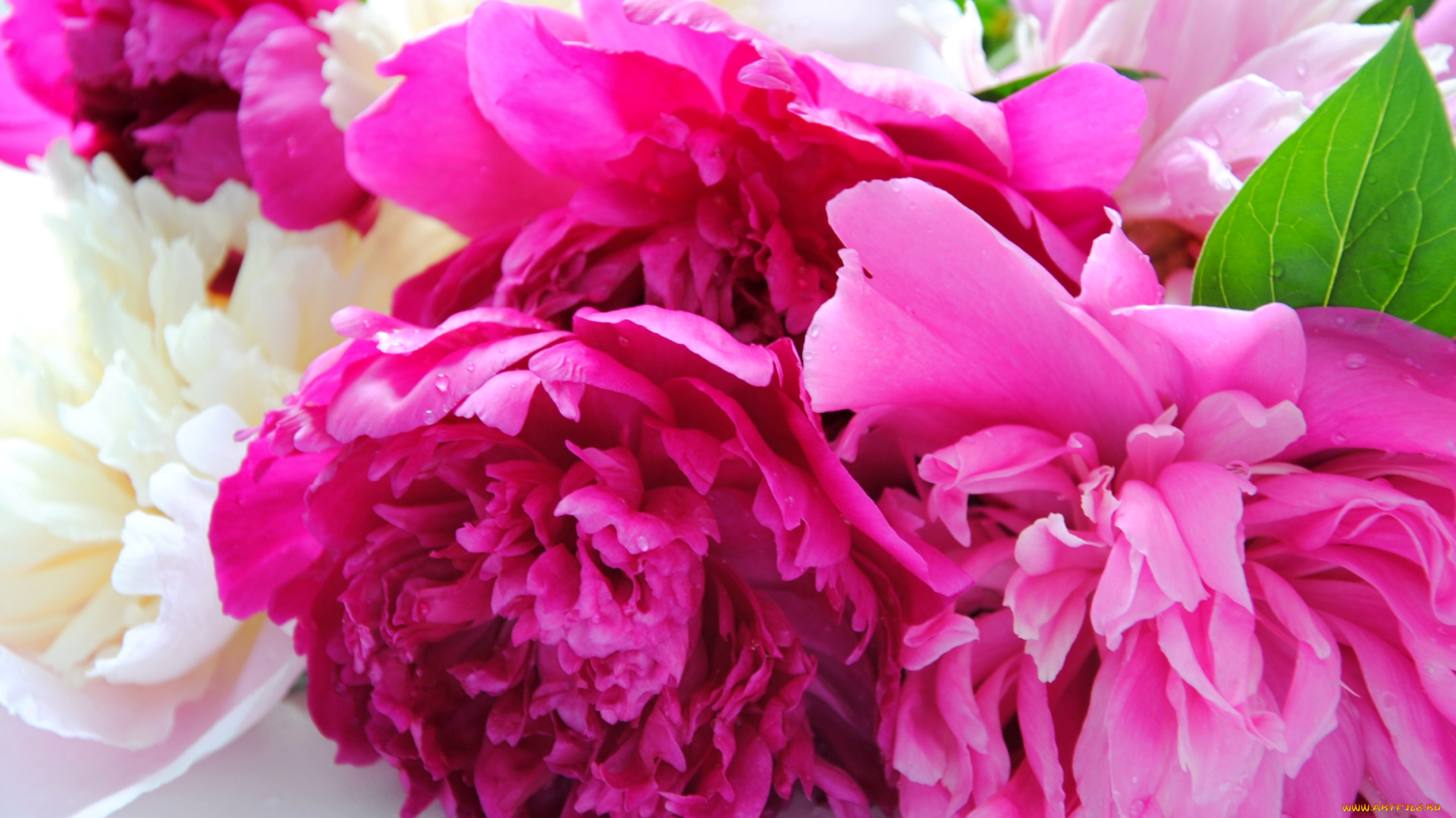 цветы, пионы, розовый