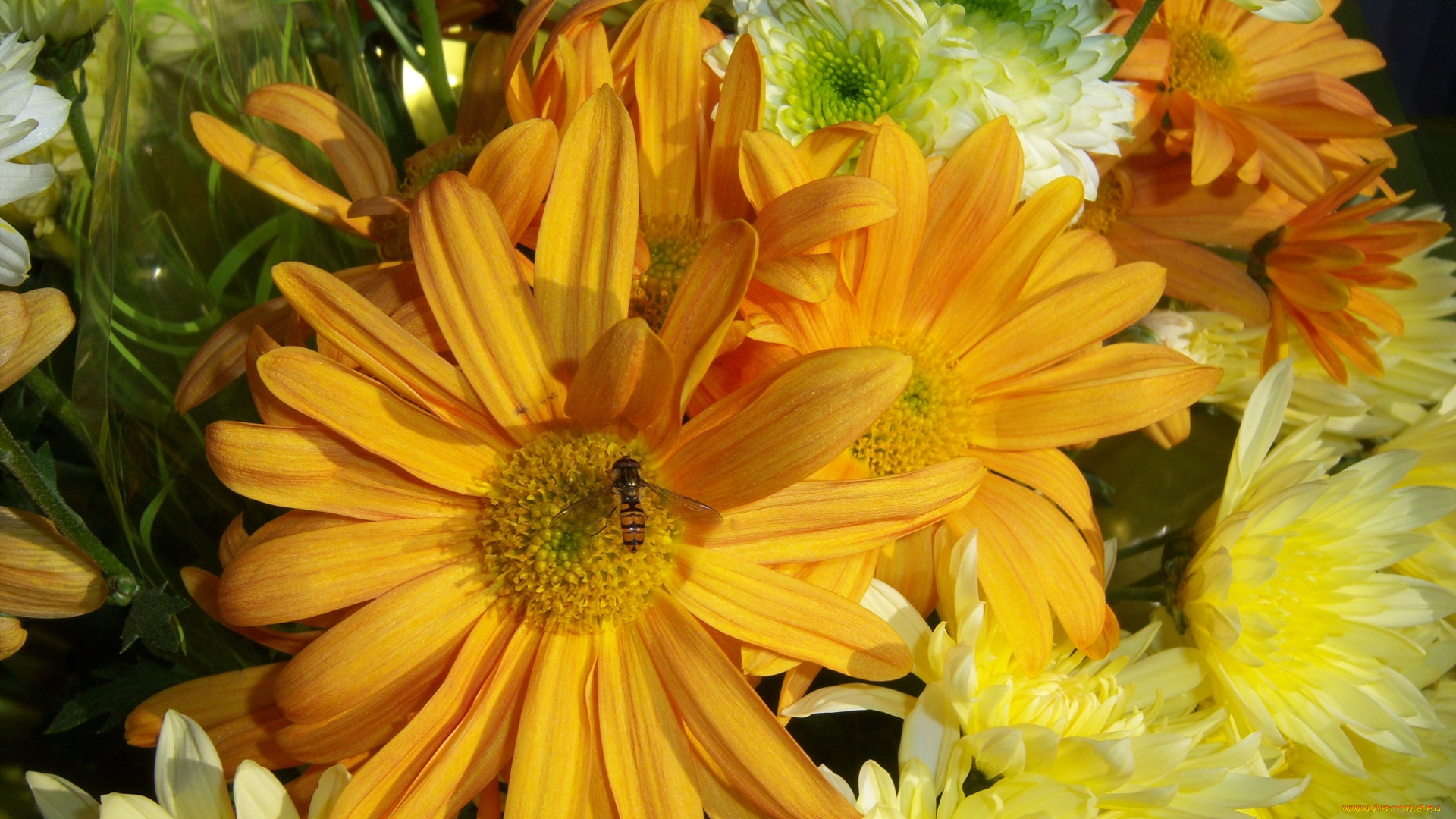 цветы, разные, вместе, оранджевые, жёлтые, зелёные, насекомое, букет