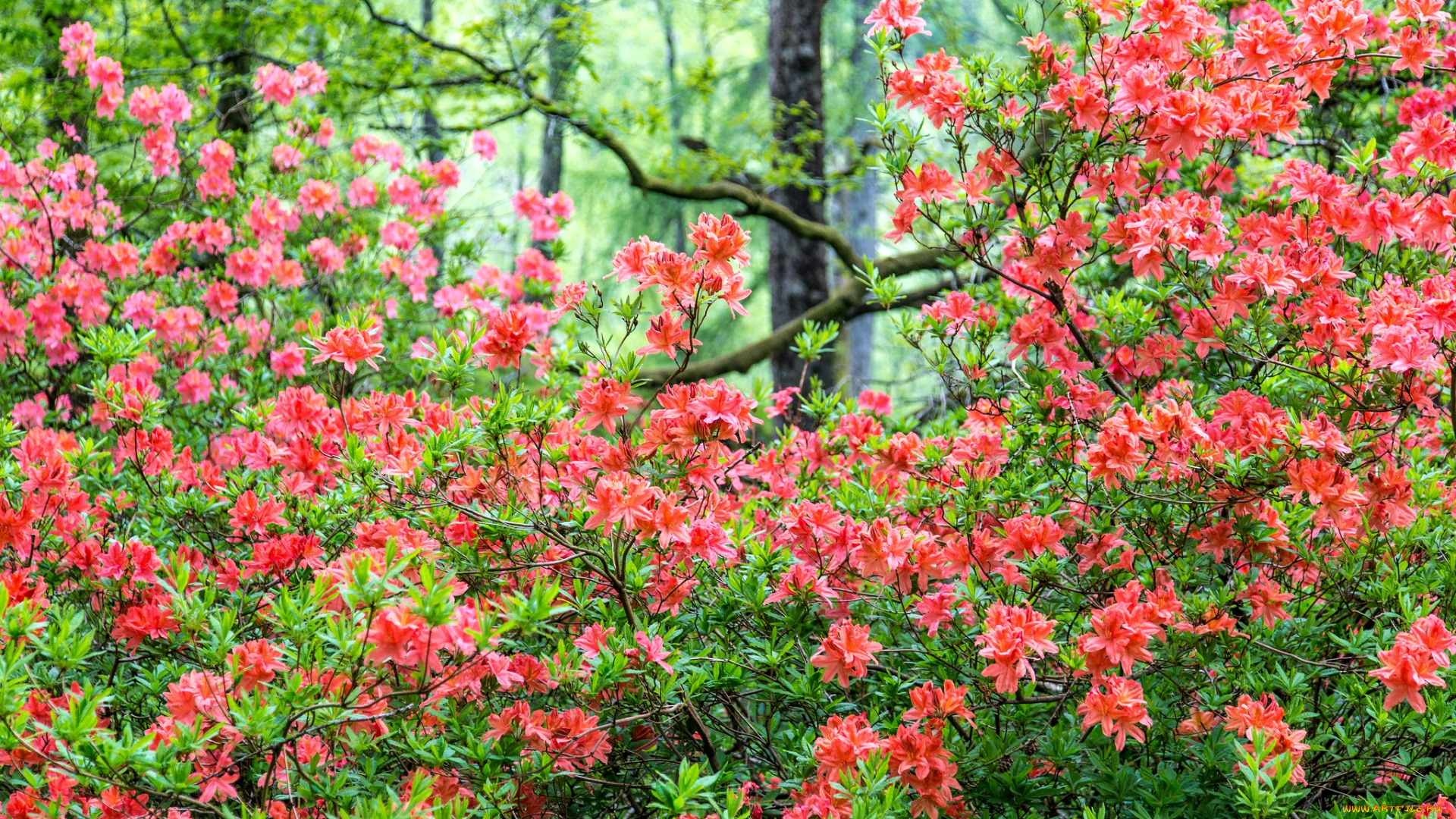 цветы, рододендроны, , азалии, кусты