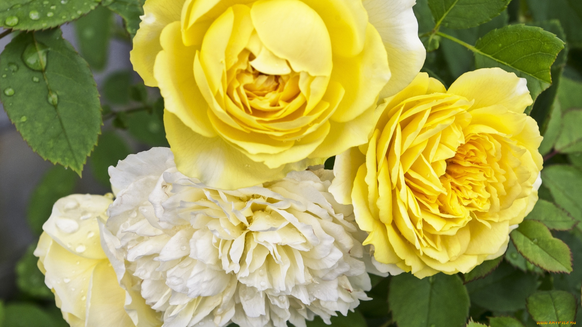 цветы, розы, макро