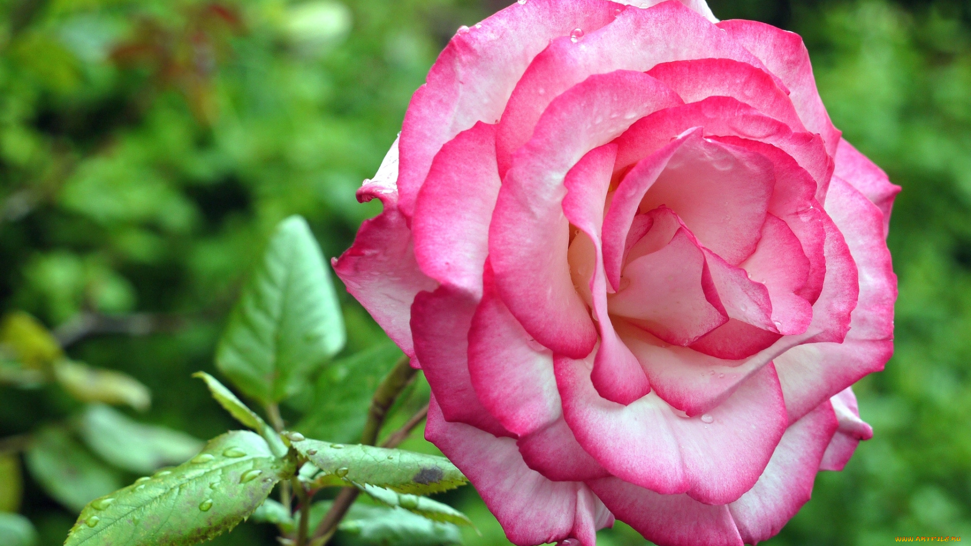 цветы, розы, розовый