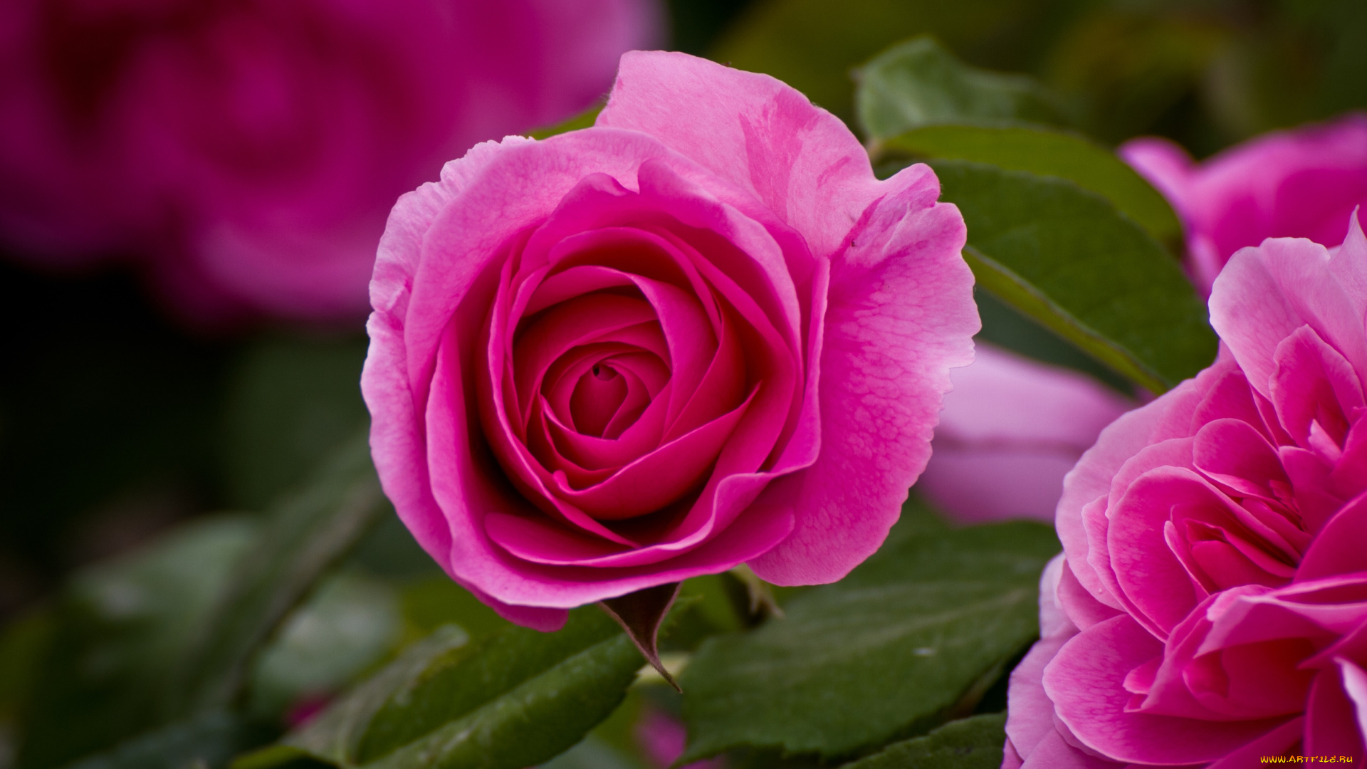 цветы, розы, розовый