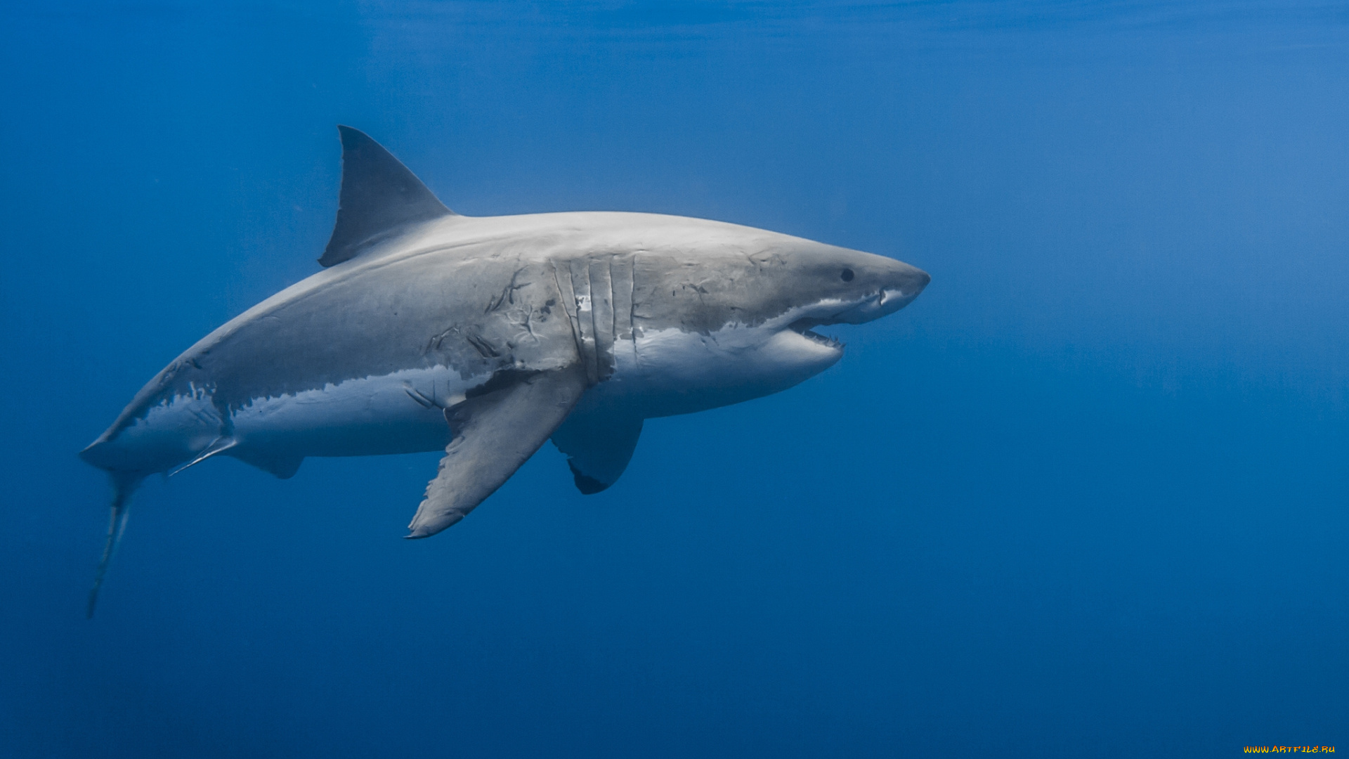 great, white, shark, животные, акулы, акула, мир, подводный, океан