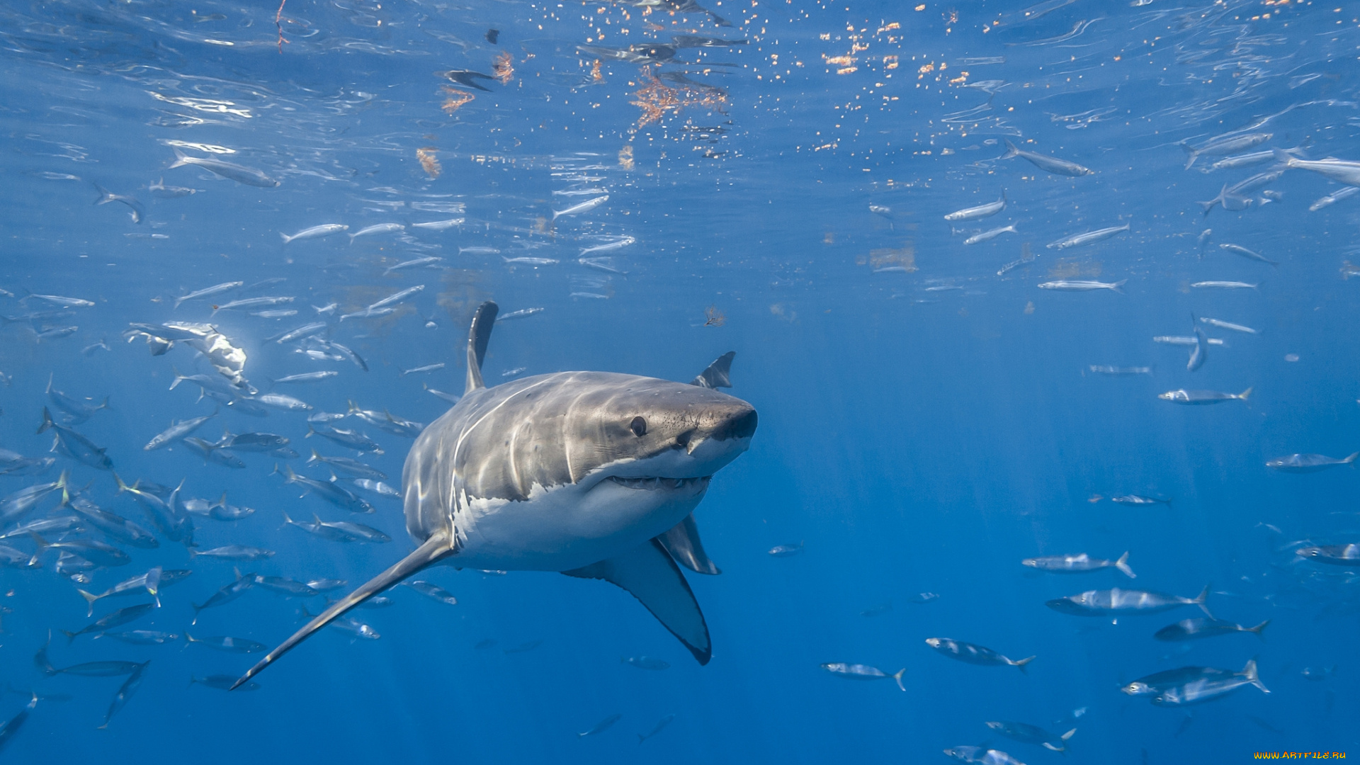 great, white, shark, животные, акулы, акула, мир, подводный, океан