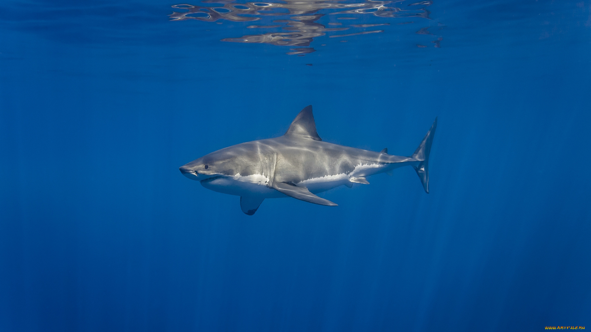 great, white, shark, животные, акулы, мир, акула, океан, подводный