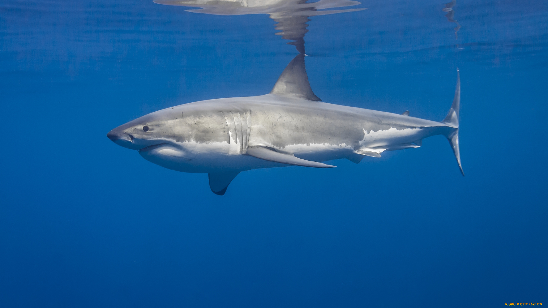 great, white, shark, животные, акулы, мир, подводный, океан, акула