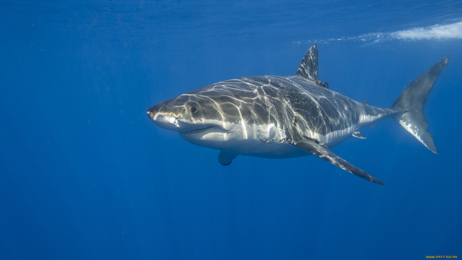 great, white, shark, животные, акулы, подводный, океан, акула, мир