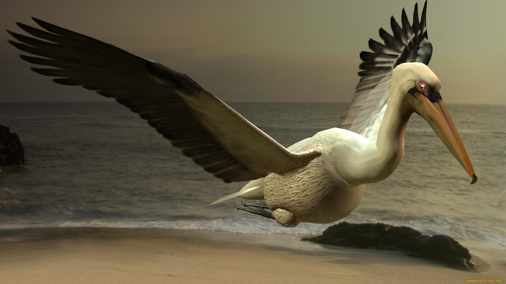 рelikanovom, on, beach, 3д, графика, fantasy, , фантазия, пляж, пеликан