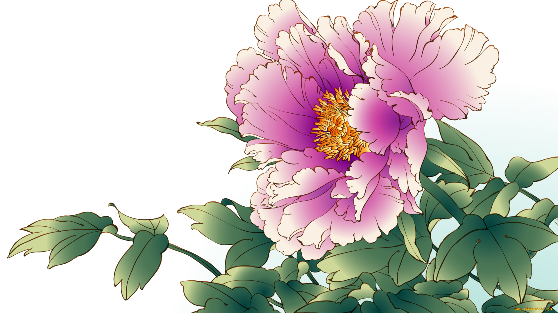 рисованные, цветы, пион
