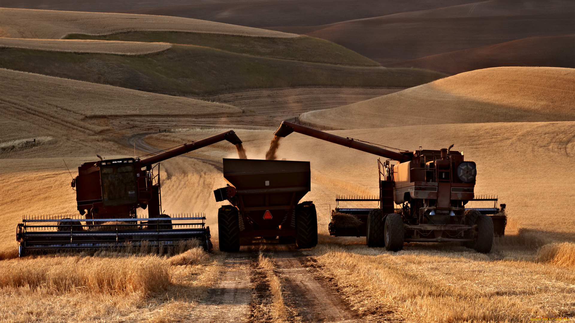 техника, комбайны, поле, комбайн
