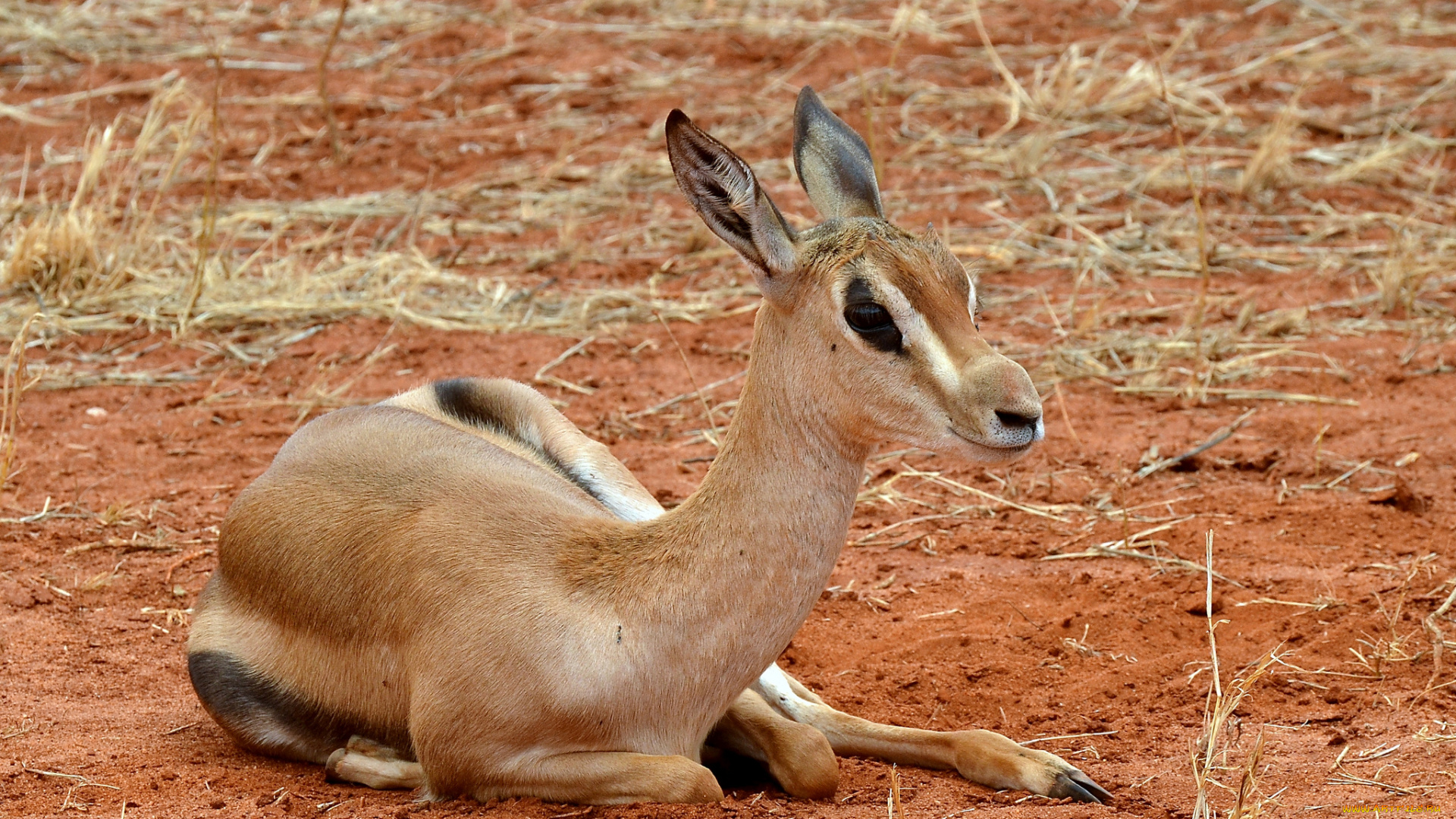 животные, антилопы, отдых, антилопа, саванна