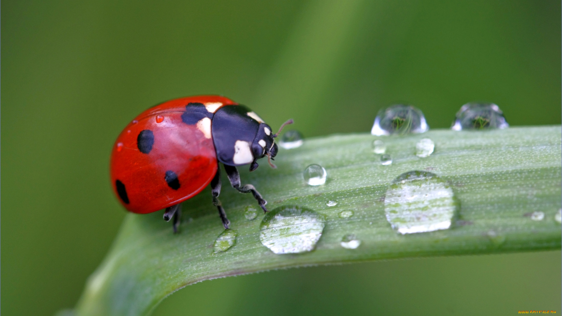животные, божьи, коровки, роса