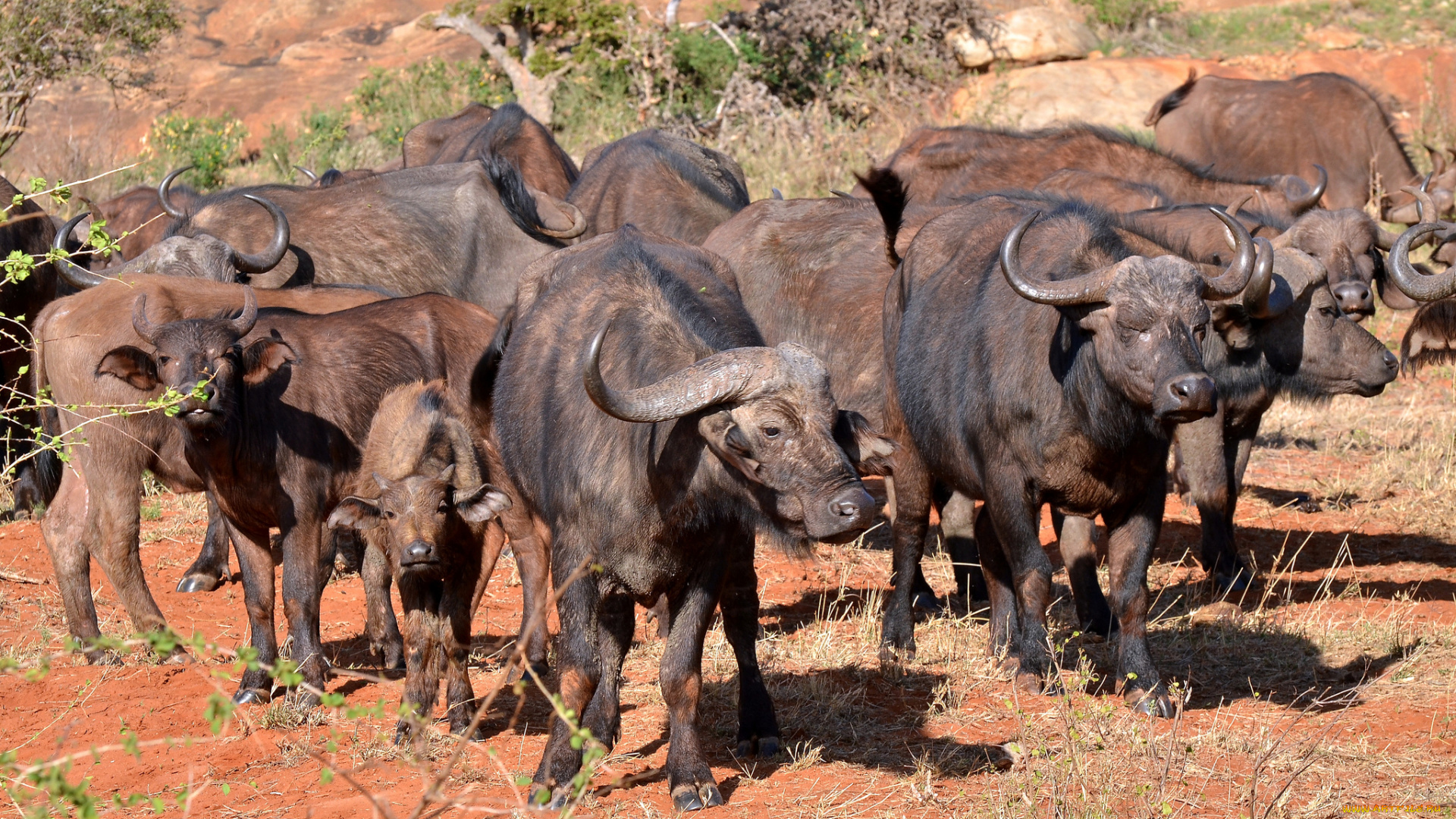 животные, коровы, , буйволы, буйволы, саванна, стадо