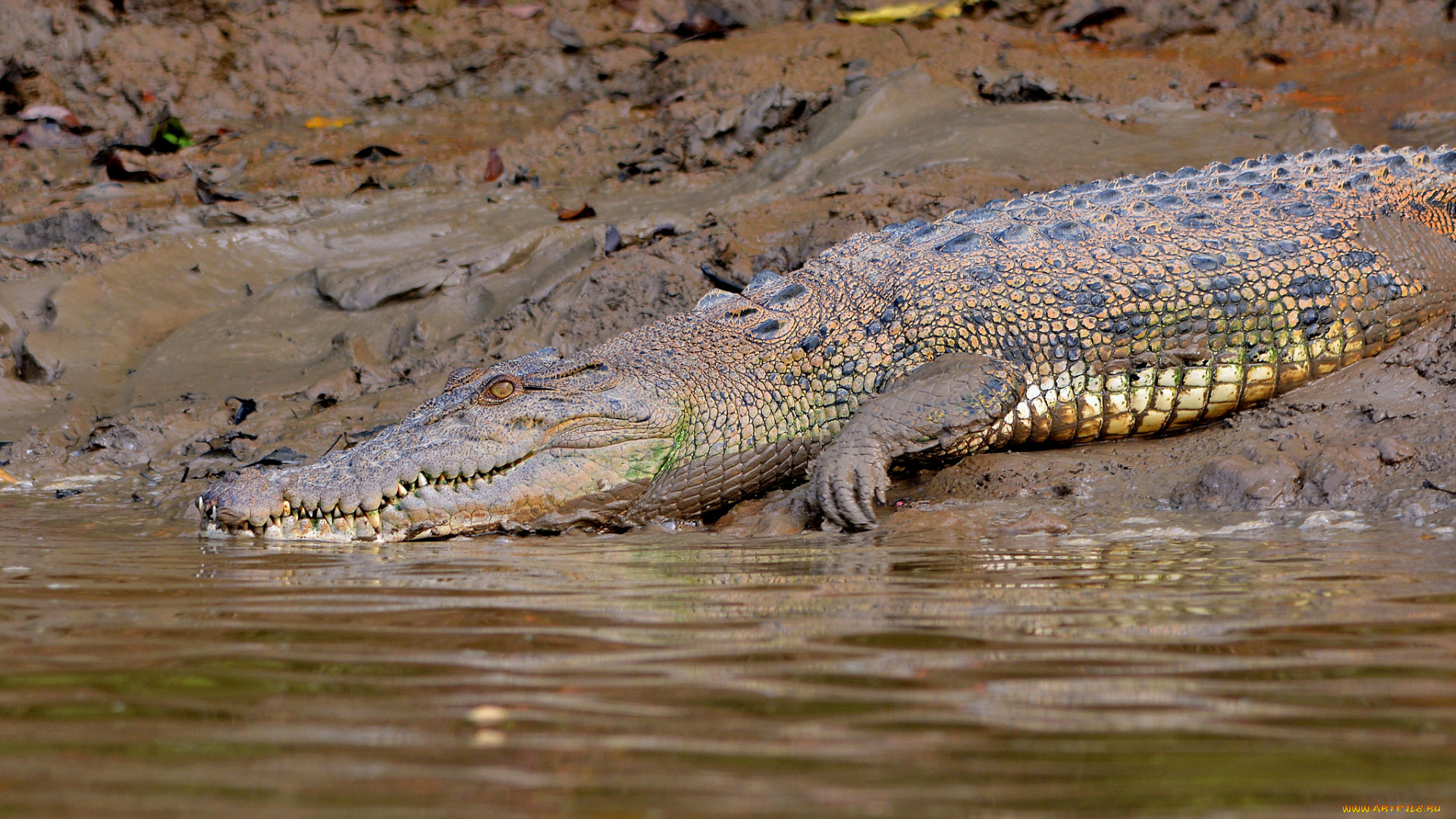 животные, крокодилы, крокодил, грязь, река, берег