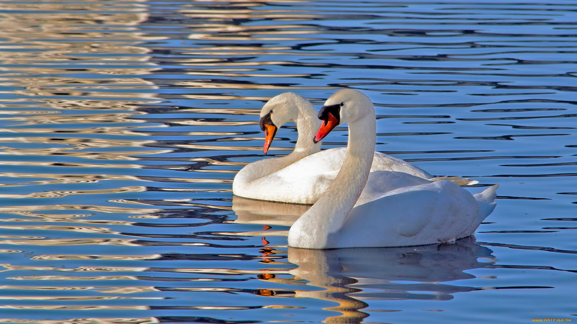животные, лебеди, природа, озеро, птицы