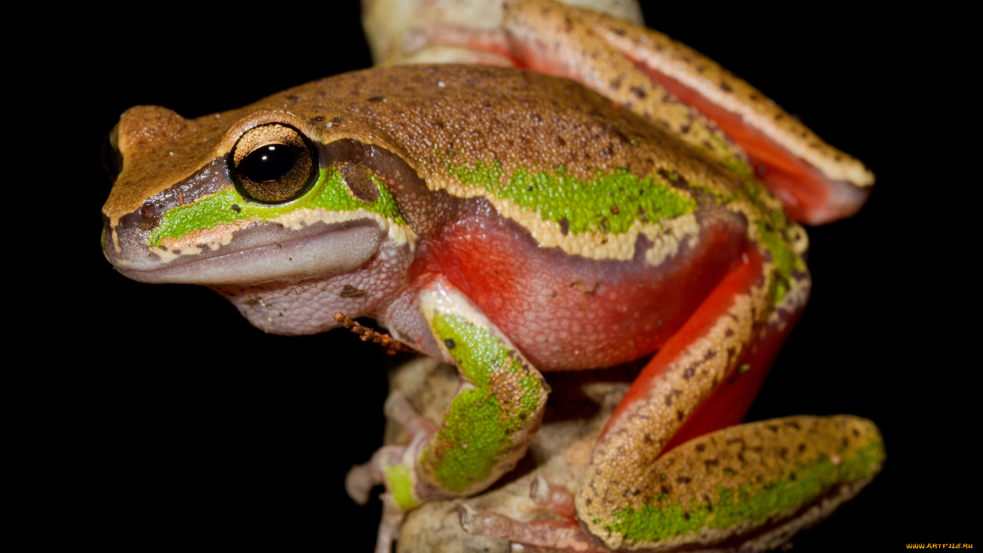 животные, лягушки, лапки
