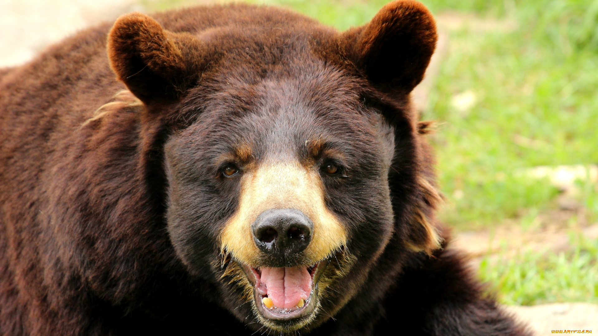 животные, медведи, бурый