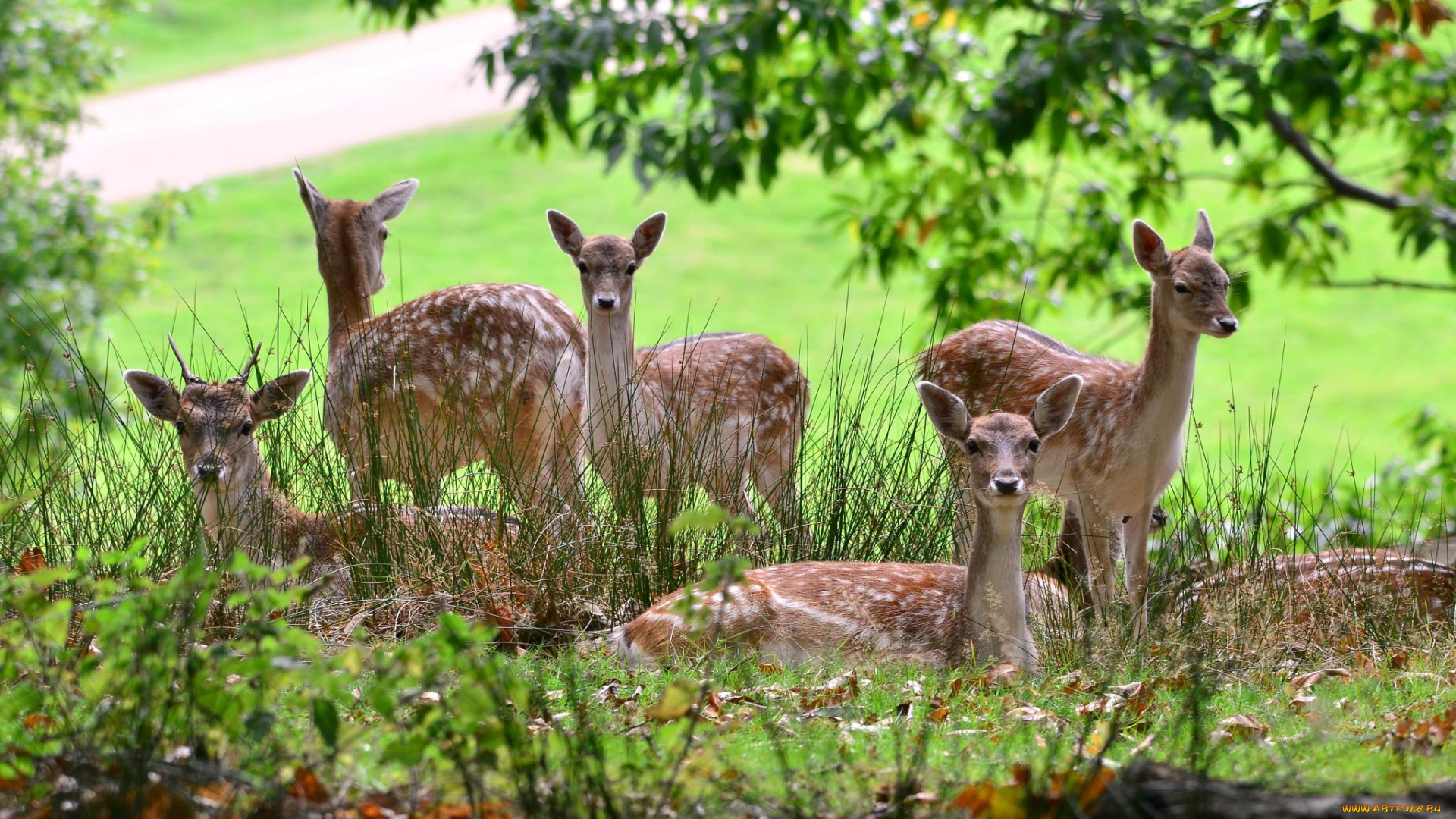 животные, олени, пятнистые, поляна, лес